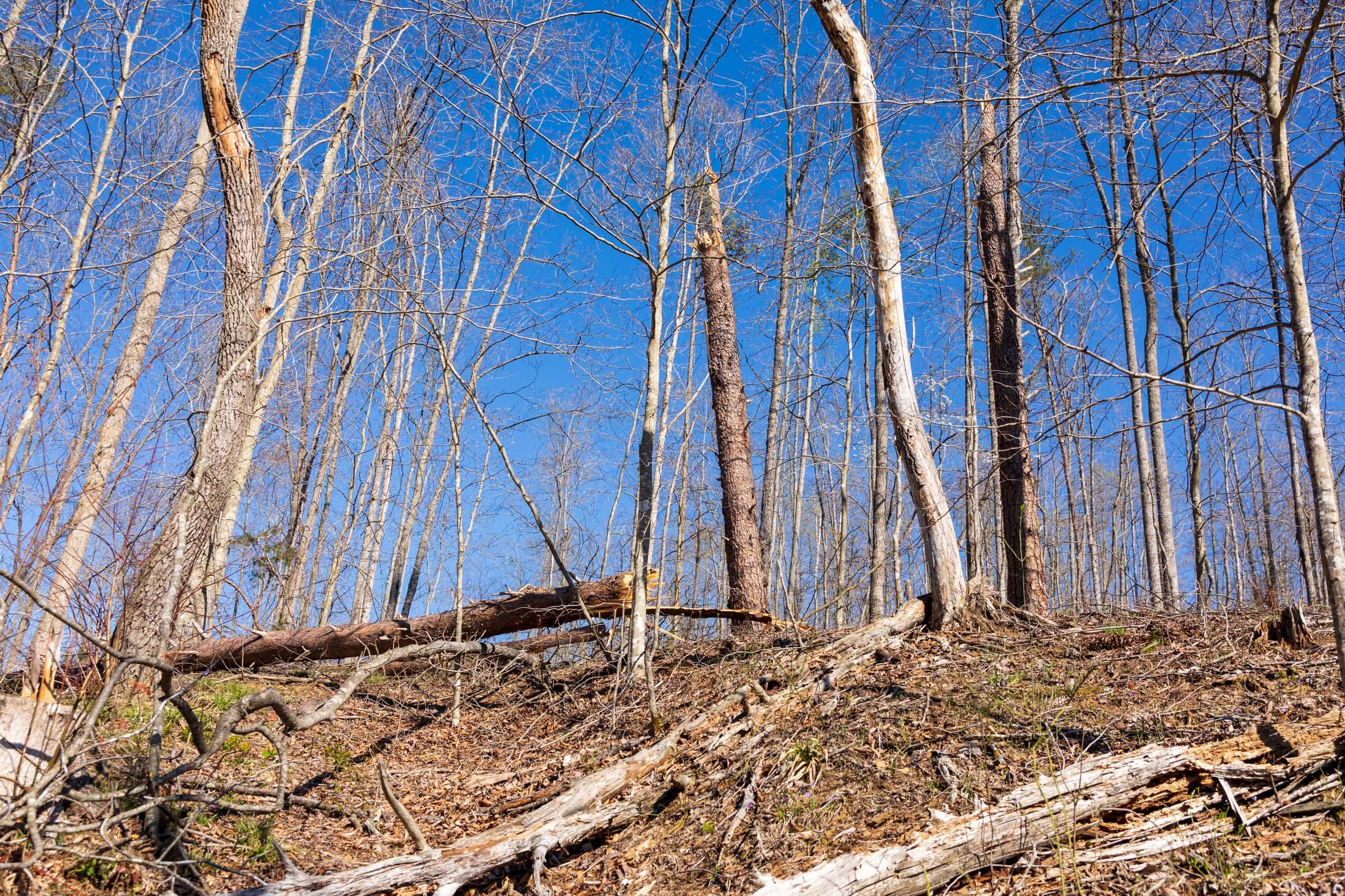 Creek Hollow Phase I Tract 39 photo 5