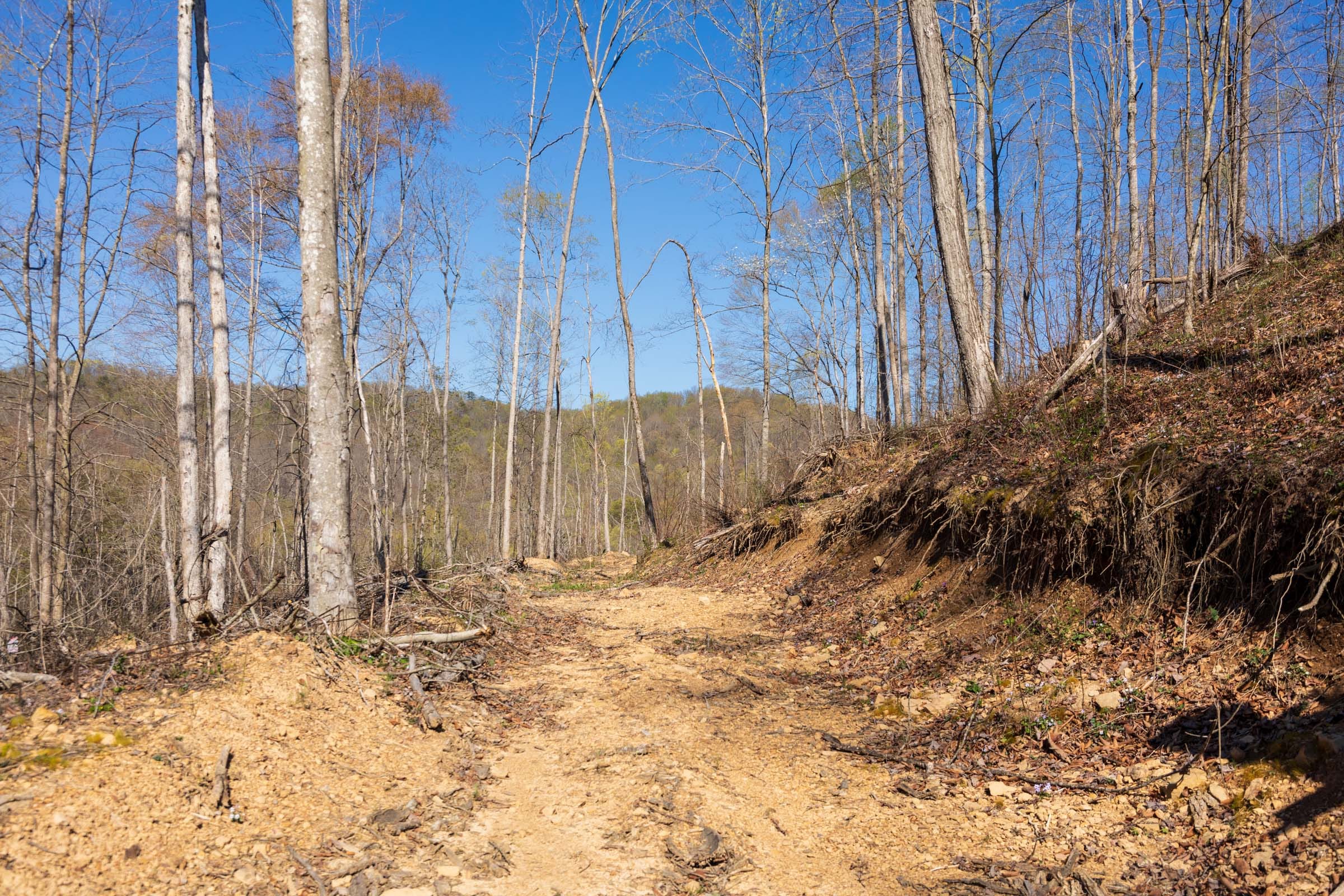 Creek Hollow Phase I Tract 39 photo 8