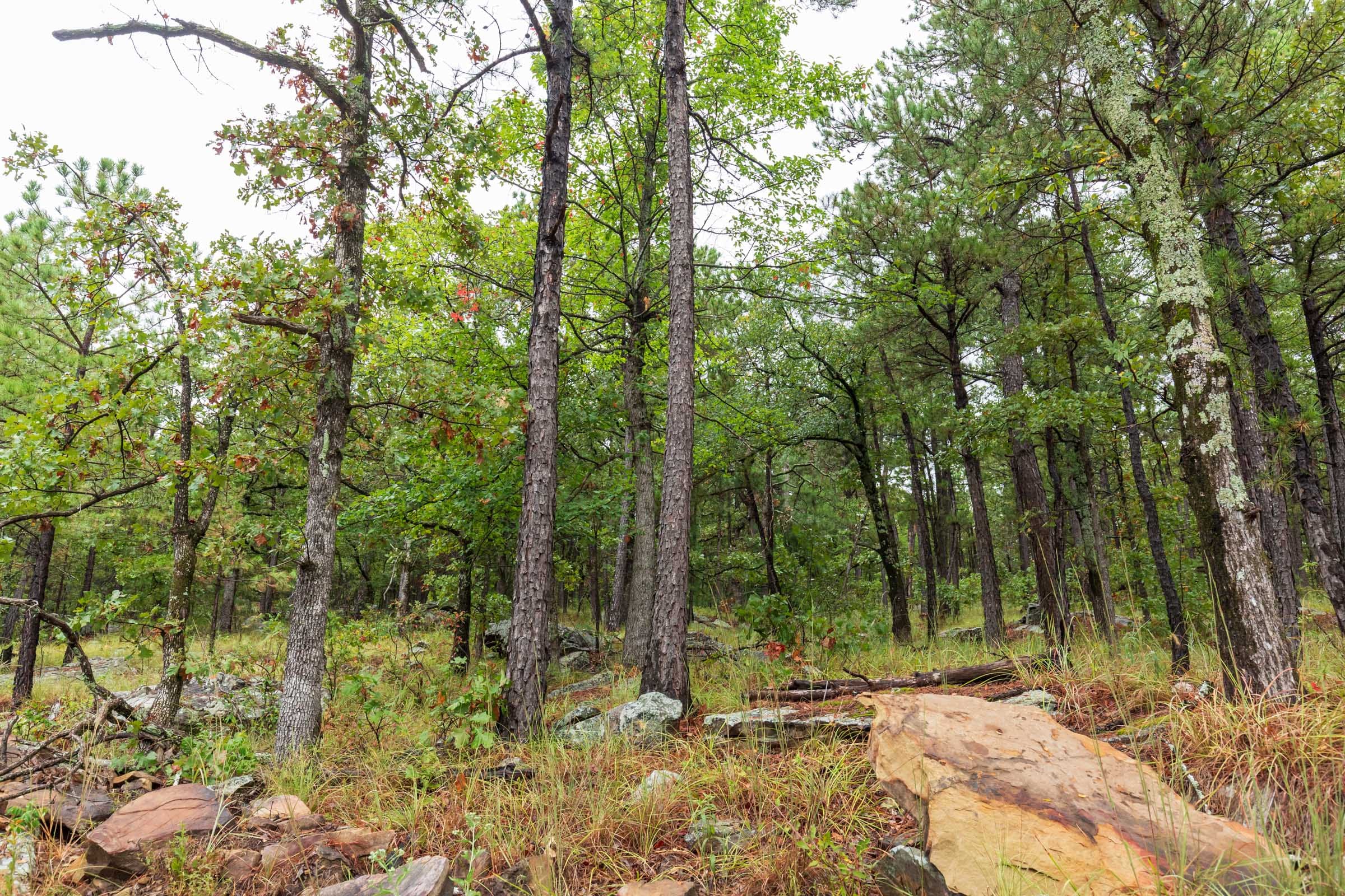 Stone Bridge Phase V Tract 356 photo 5