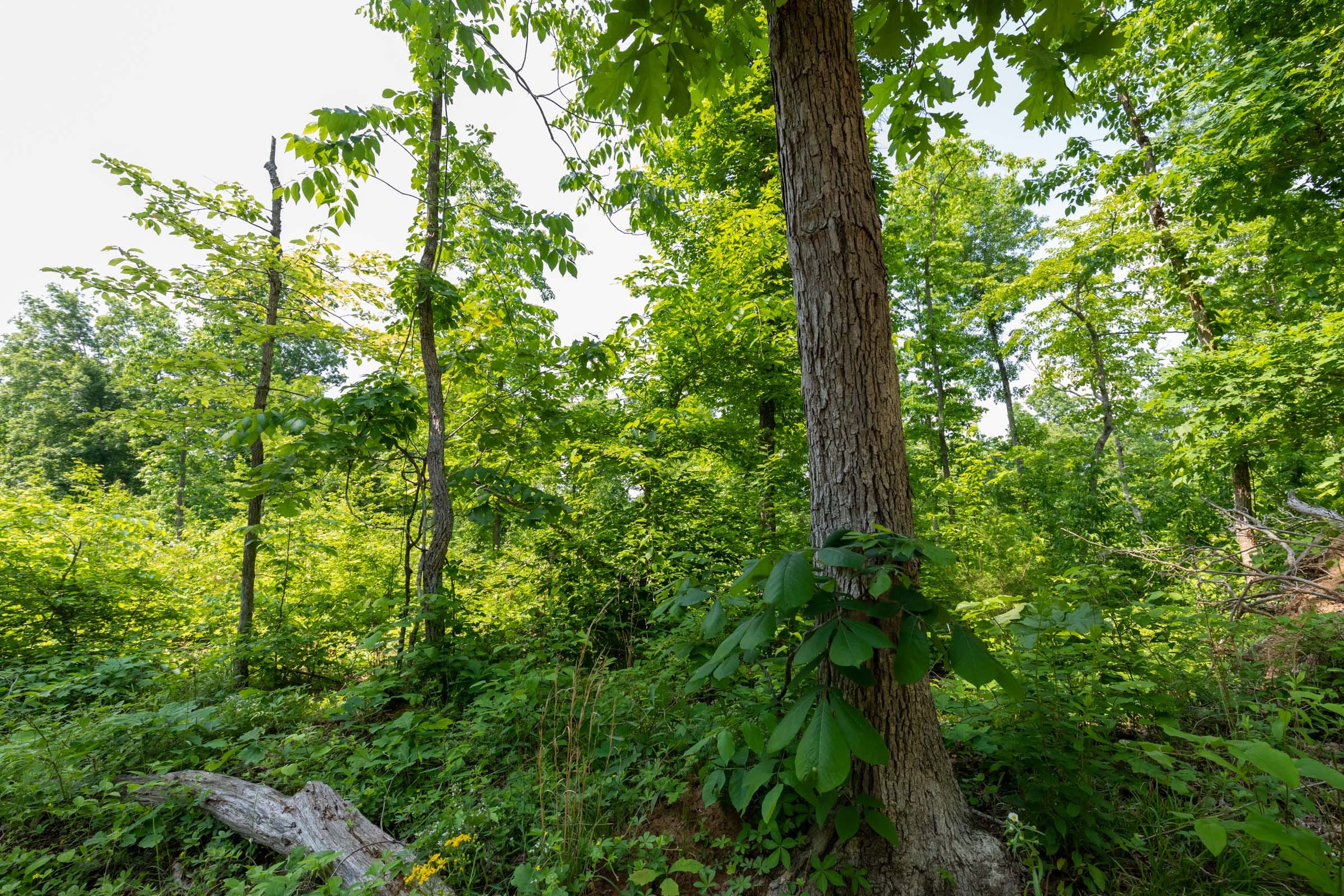 Cedar Creek Tract 59 photo 2