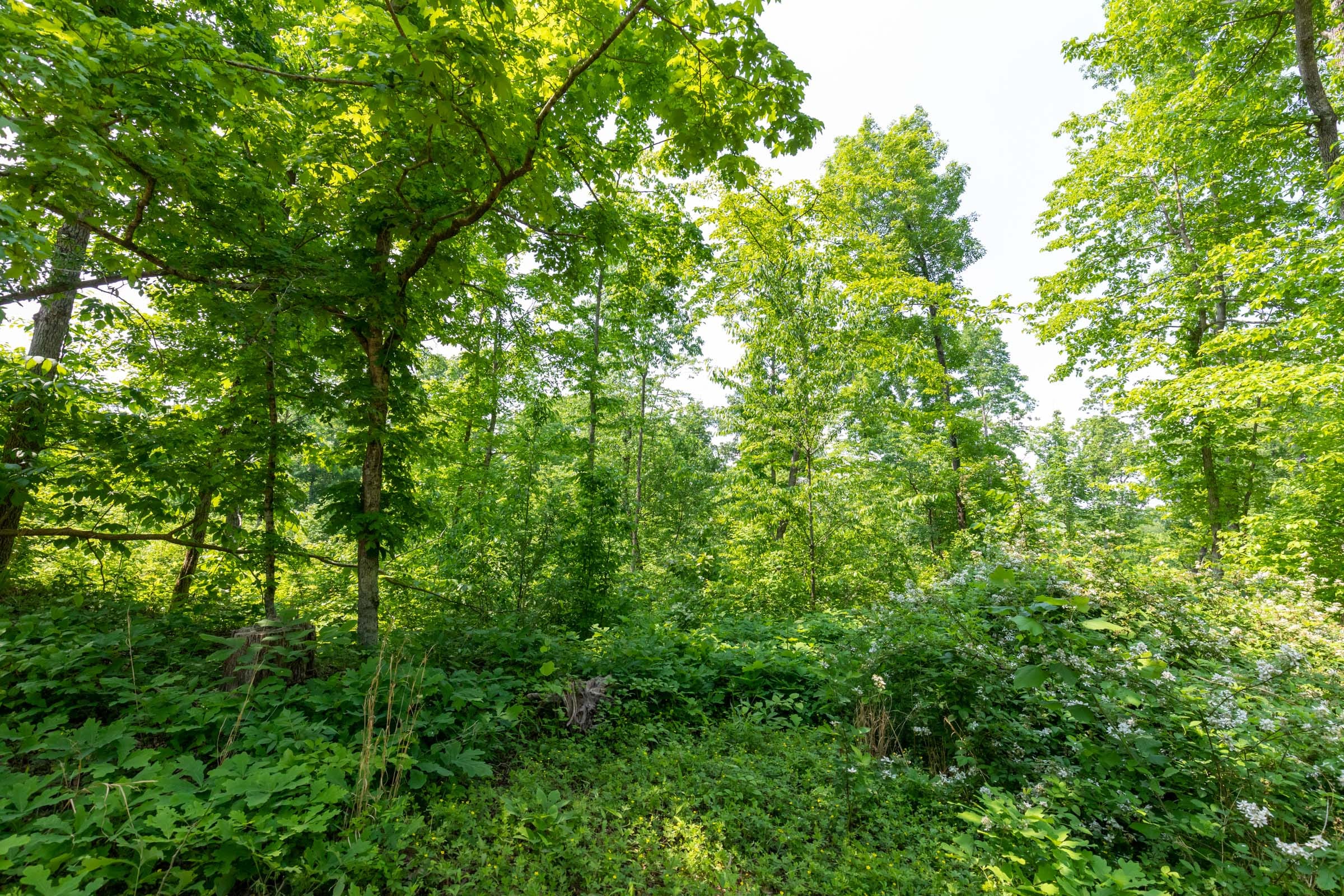 Cedar Creek Tract 59 photo 4
