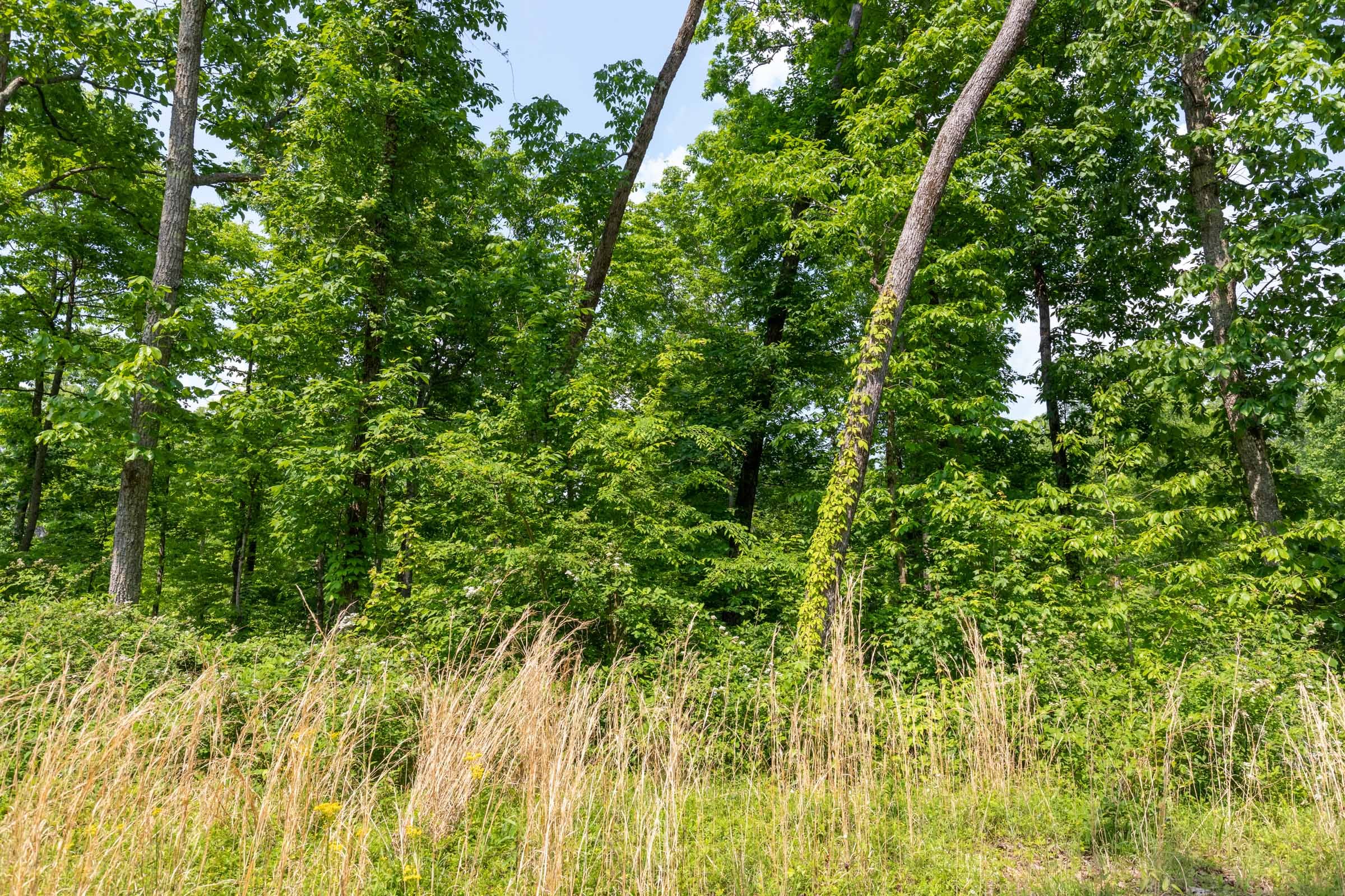 Cedar Creek Tract 59 photo 6