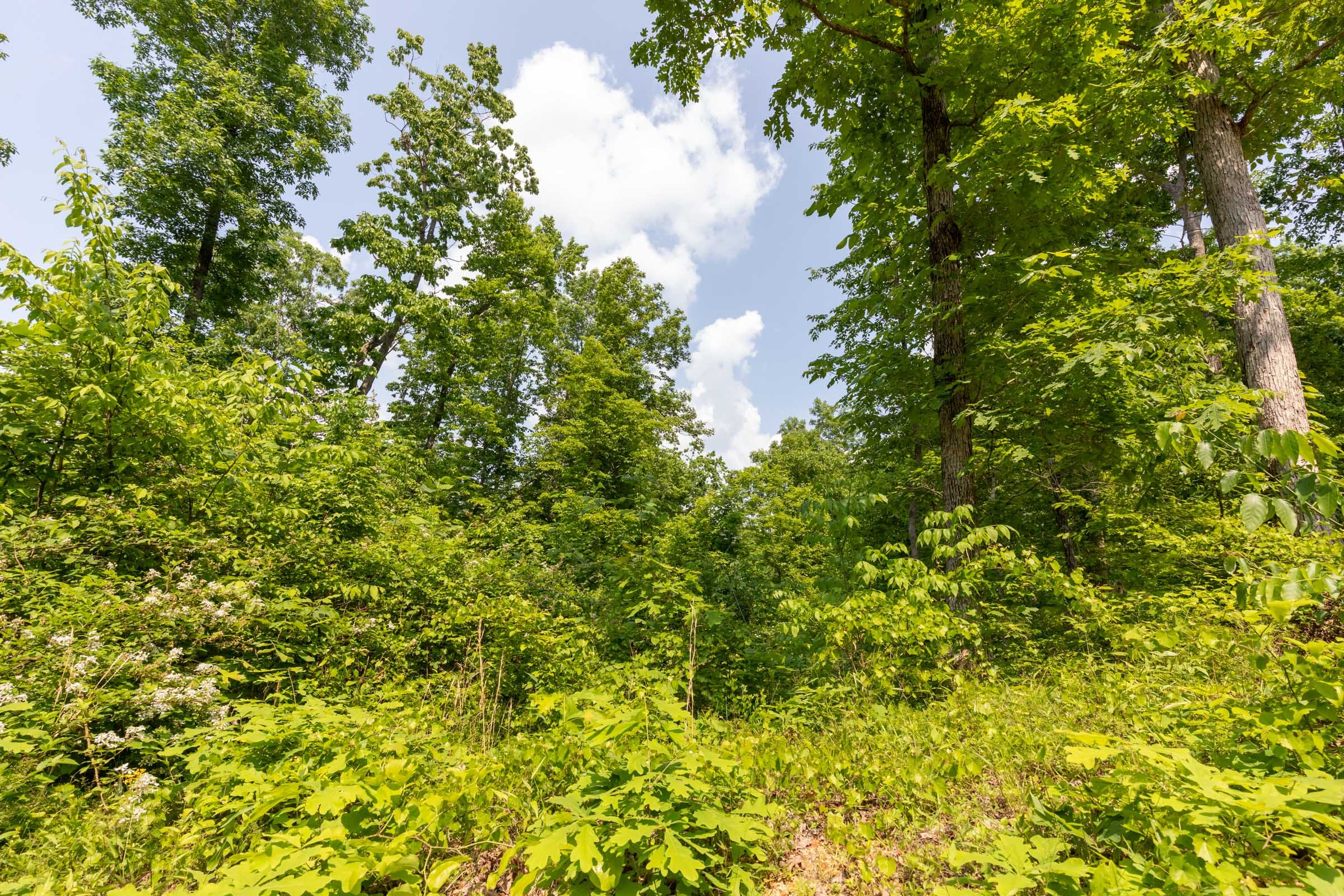 Cedar Creek Tract 59 photo 7
