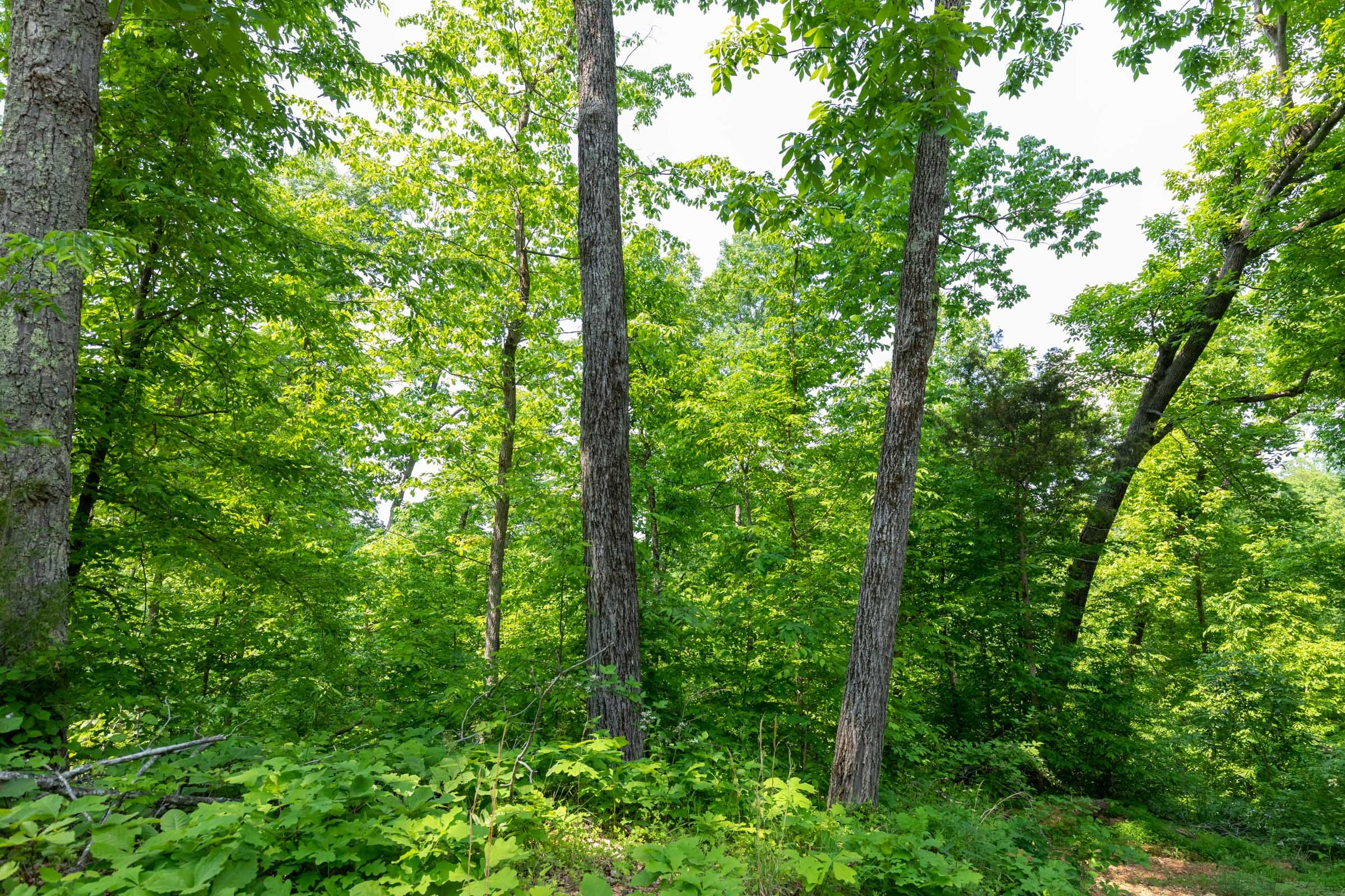 Cedar Creek Tract 59 photo 8
