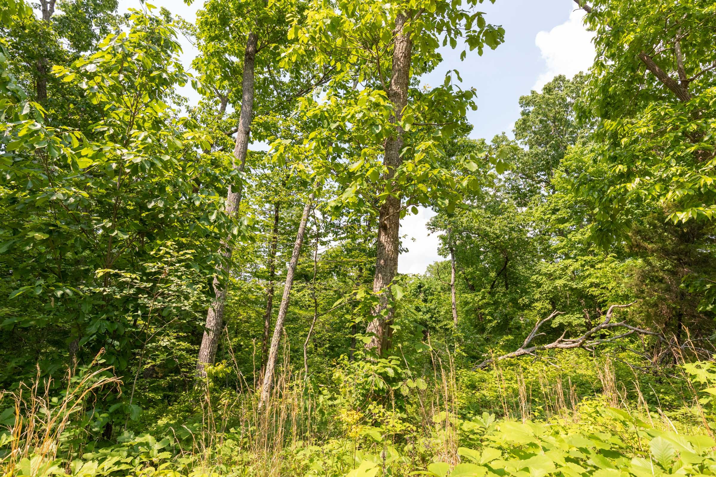 Cedar Creek Tract 59 photo 10