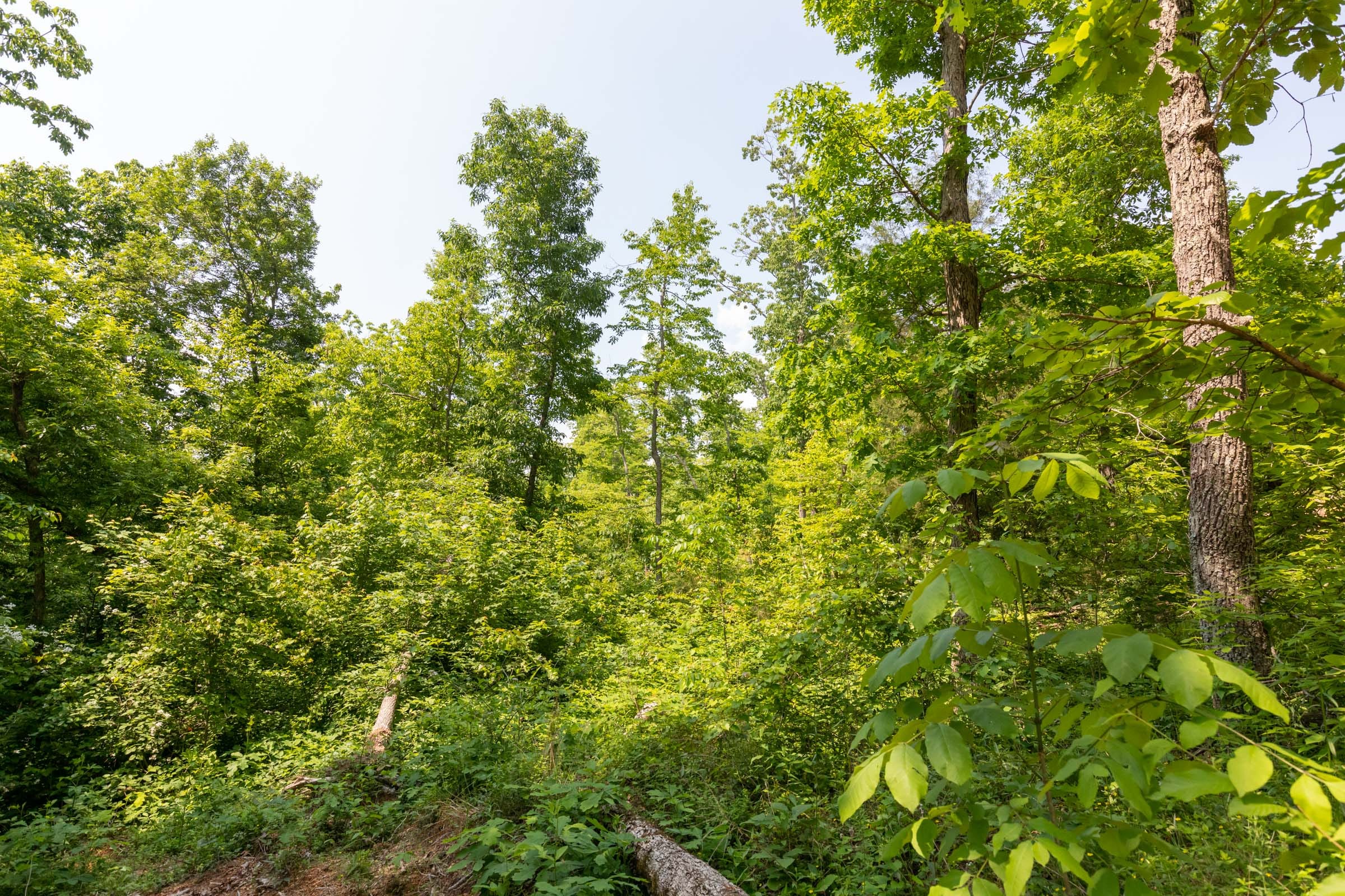 Cedar Creek Tract 59 photo 11