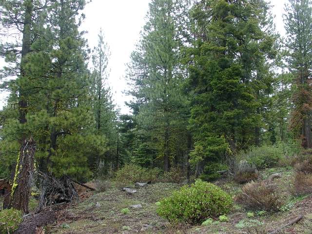 California Pines Tract 9 photo 7
