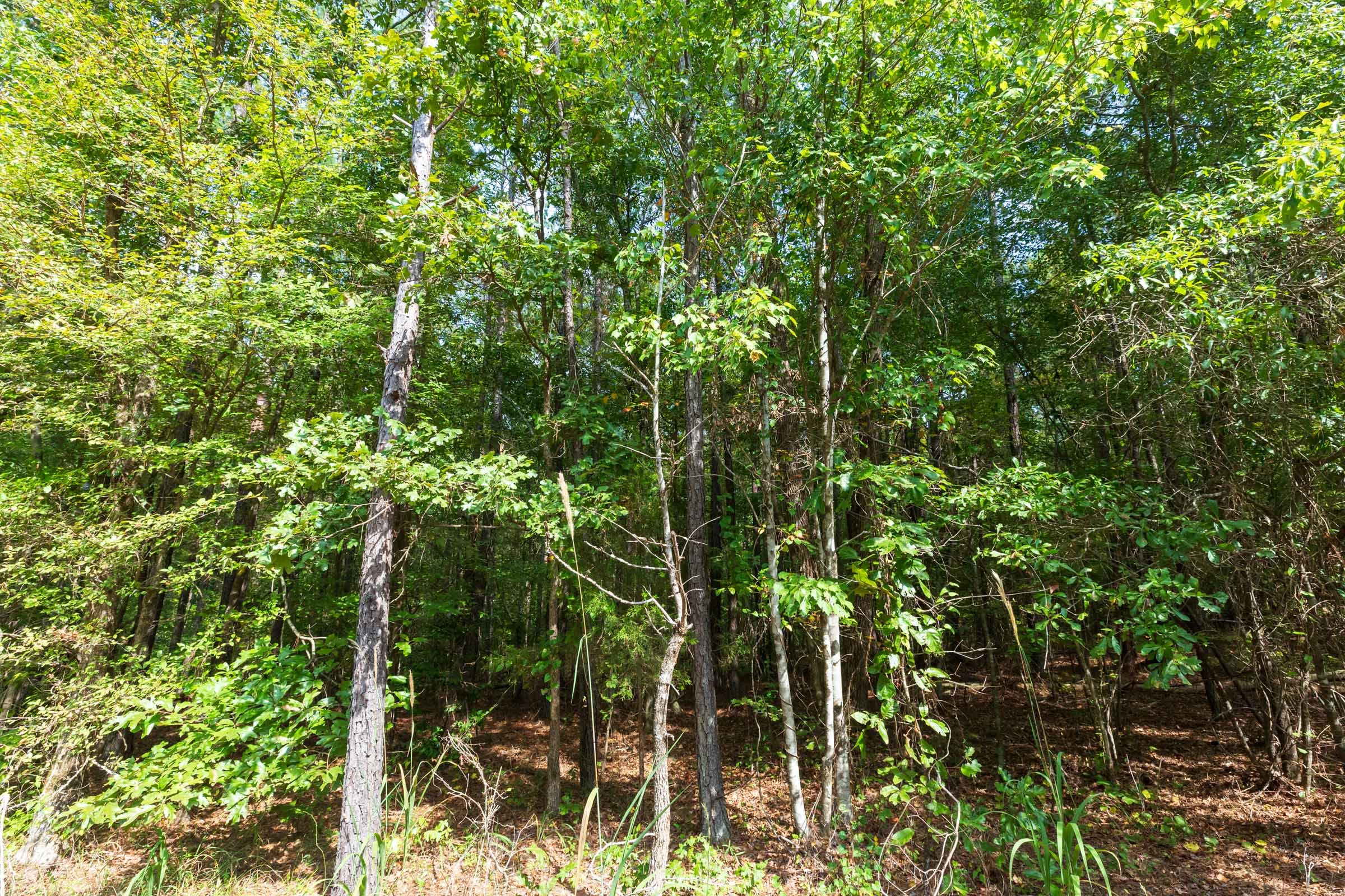 Willow Grove Tract 3 photo 2