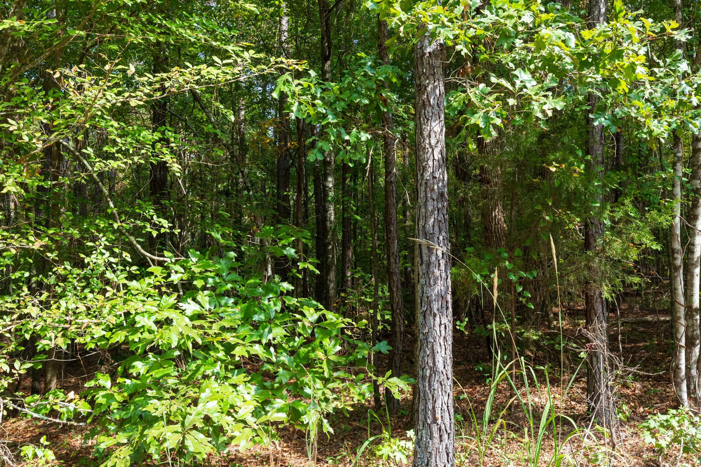 Willow Grove Tract 3 photo 5