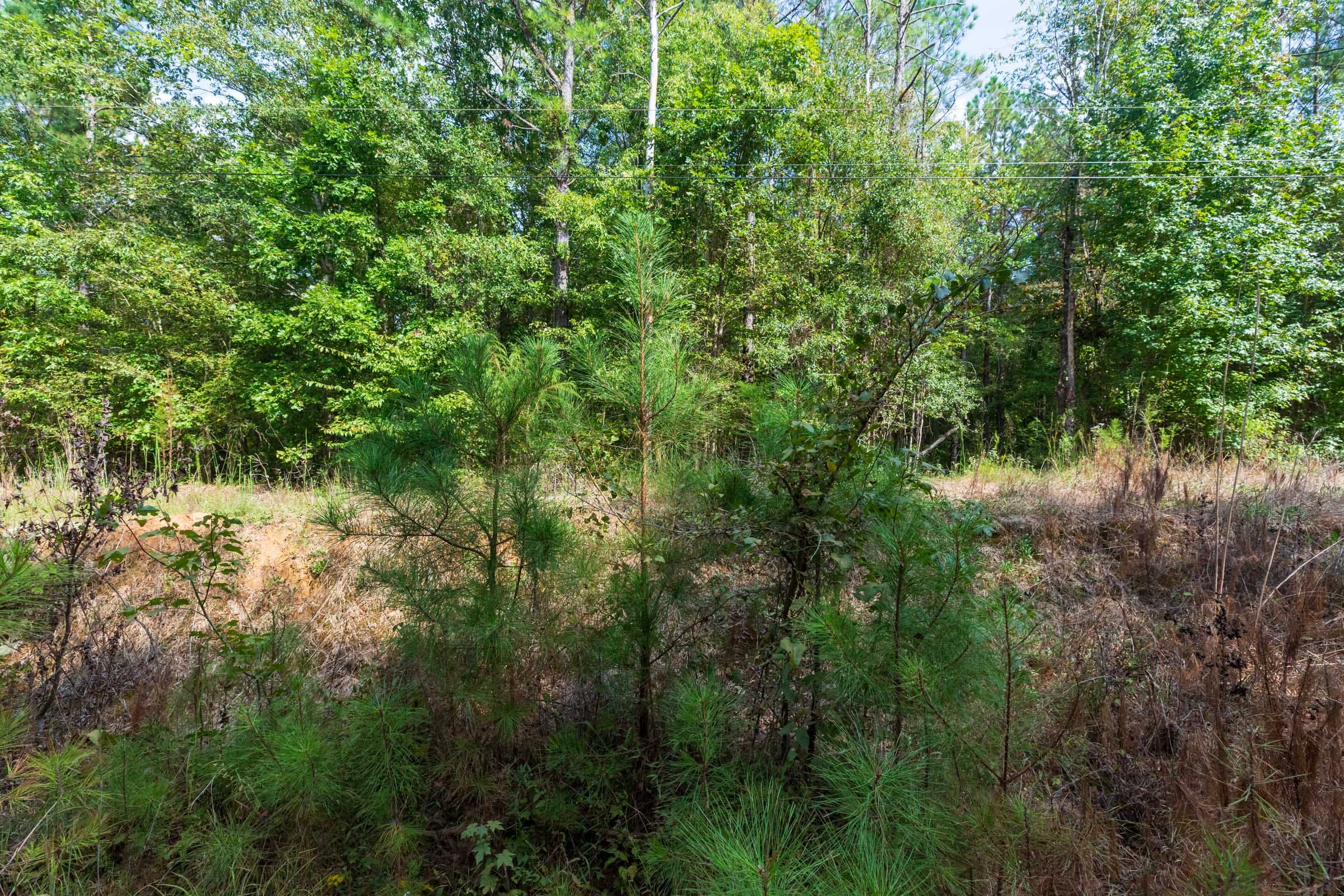 Willow Grove Tract 3 photo 3