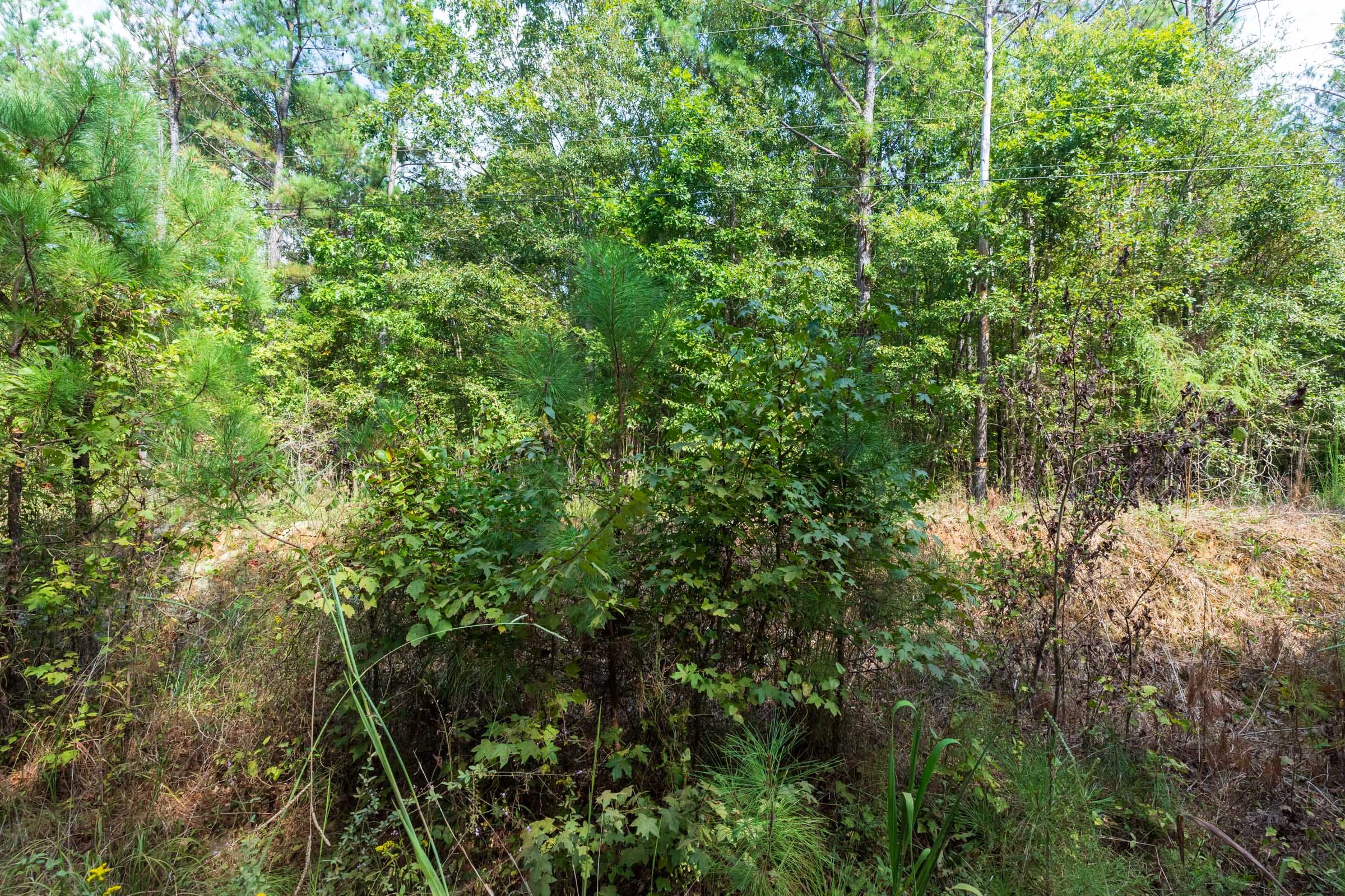 Willow Grove Tract 3 photo 8