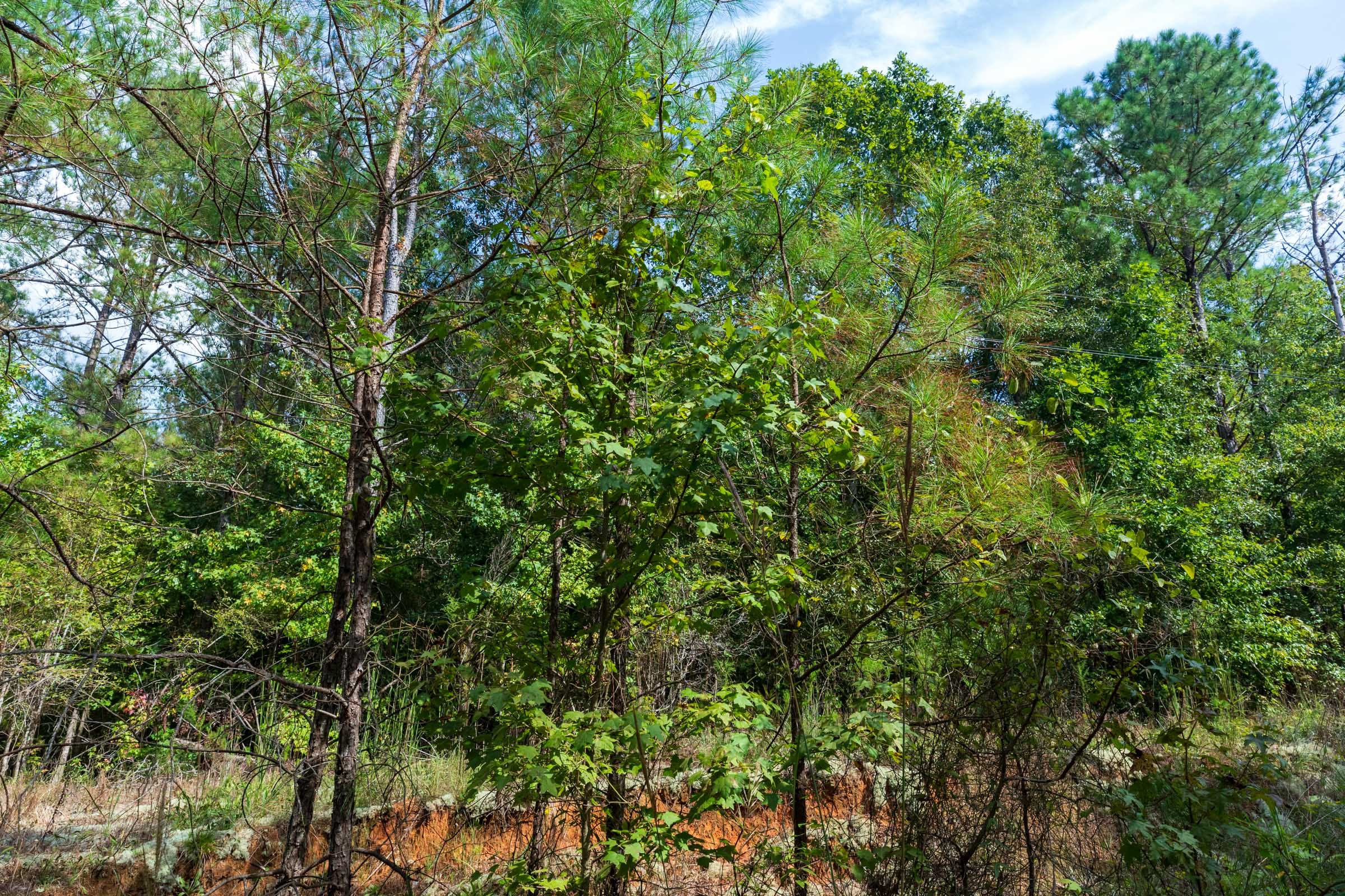 Willow Grove Tract 3 photo 10