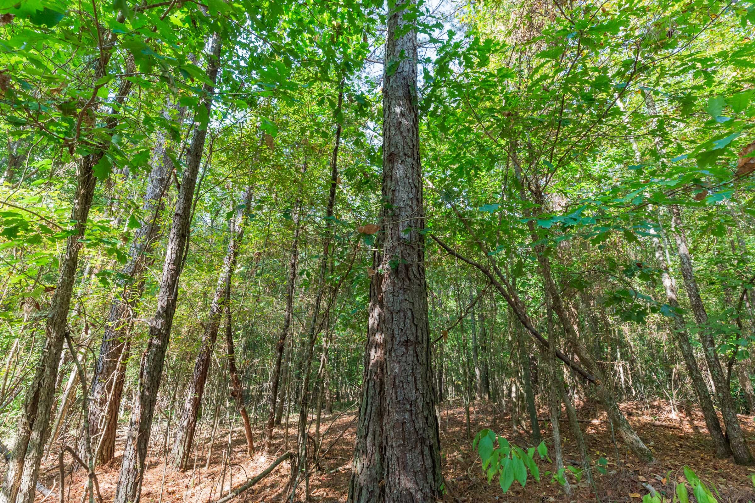 Willow Grove Tract 3 photo 9
