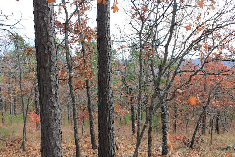 Indian Ridge – Phase I Tract 4 photo 3