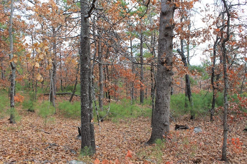 Indian Ridge – Phase I Tract 4 photo 8