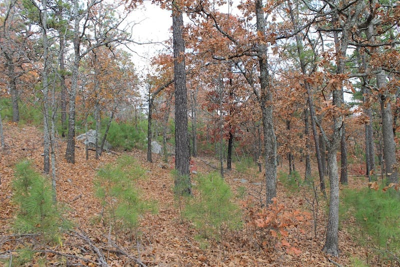 Indian Ridge – Phase I Tract 4 photo 9