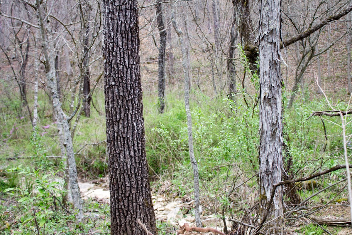 Chestnut Oak Ridge Tract 6 photo 5