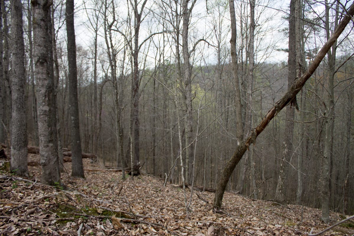 Chestnut Oak Ridge Tract 6 photo 6