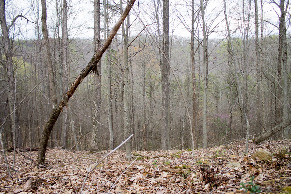 Chestnut Oak Ridge Tract 6 photo 7