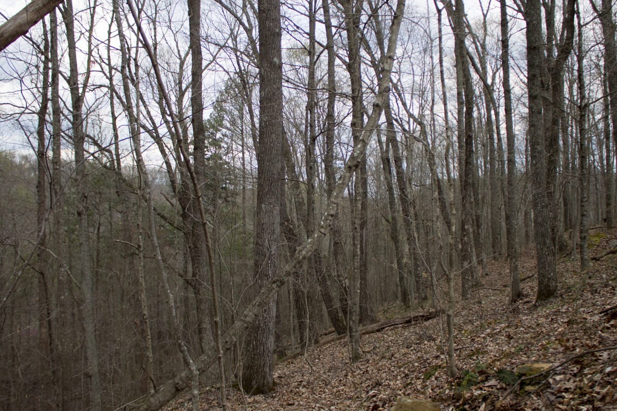 Chestnut Oak Ridge Tract 6 photo 8