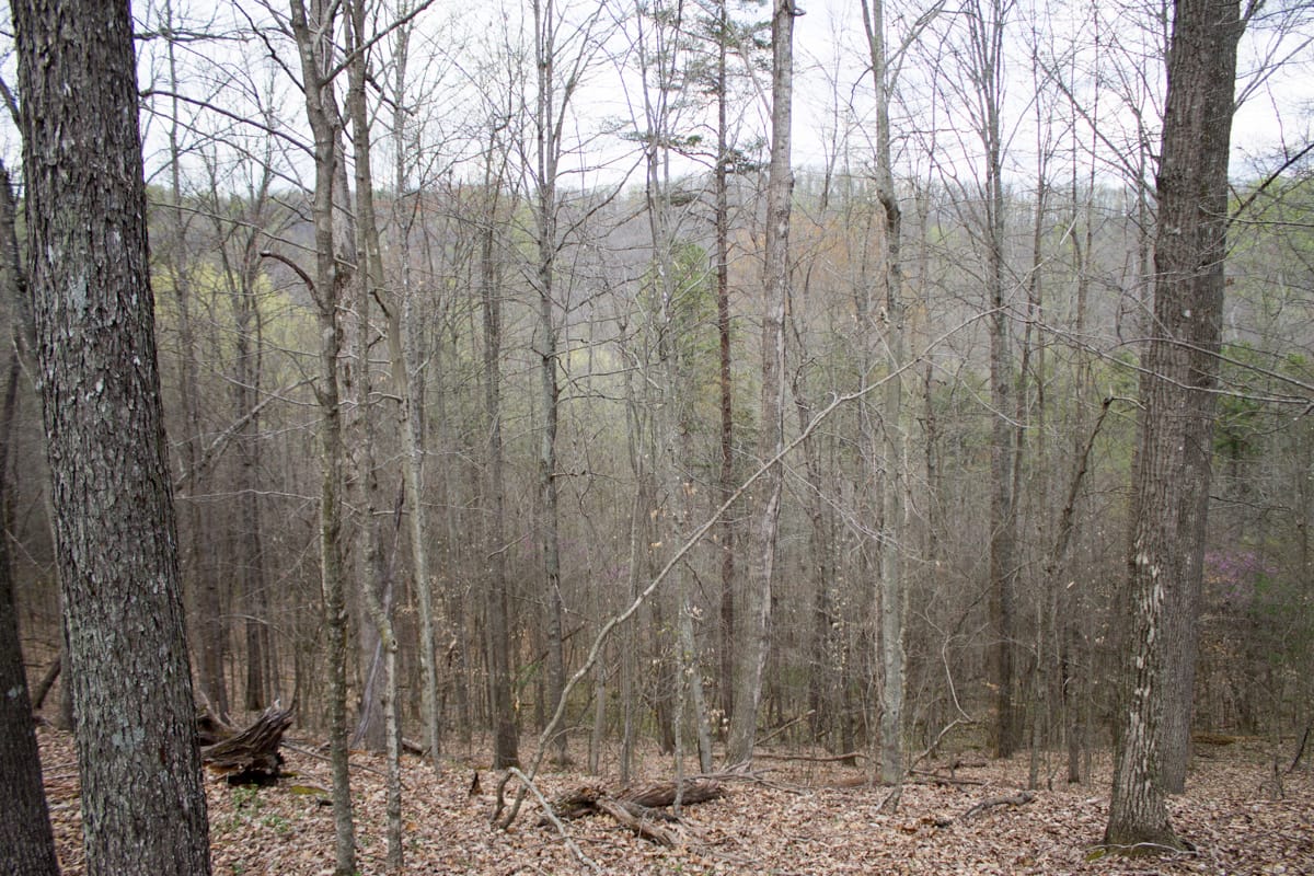 Chestnut Oak Ridge Tract 6 photo 9