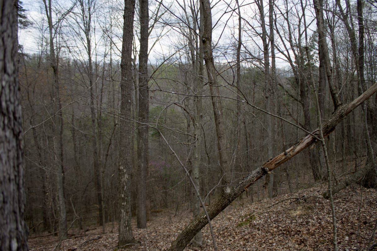 Chestnut Oak Ridge Tract 6 photo 10