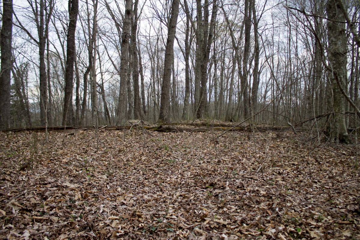 Chestnut Oak Ridge Tract 6 photo 2