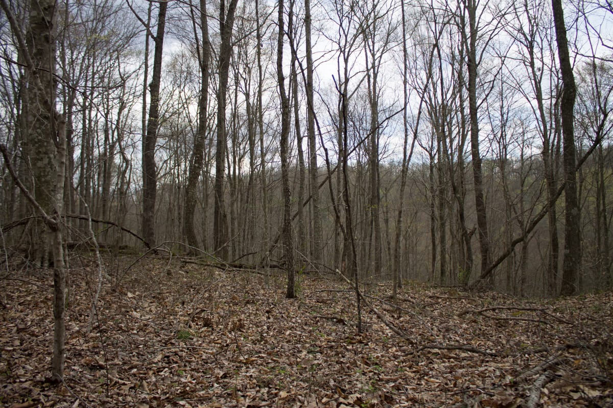 Chestnut Oak Ridge Tract 6 photo 11