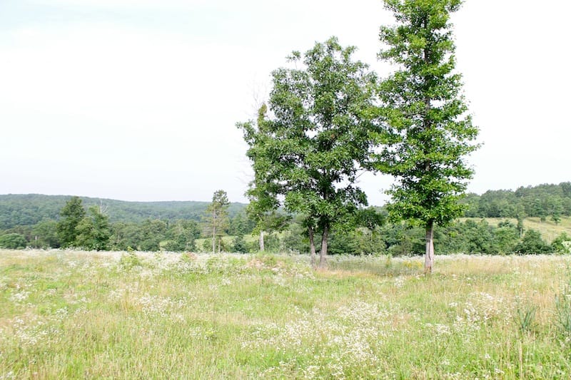 Green Mountain Ranch Tract 5 photo 9