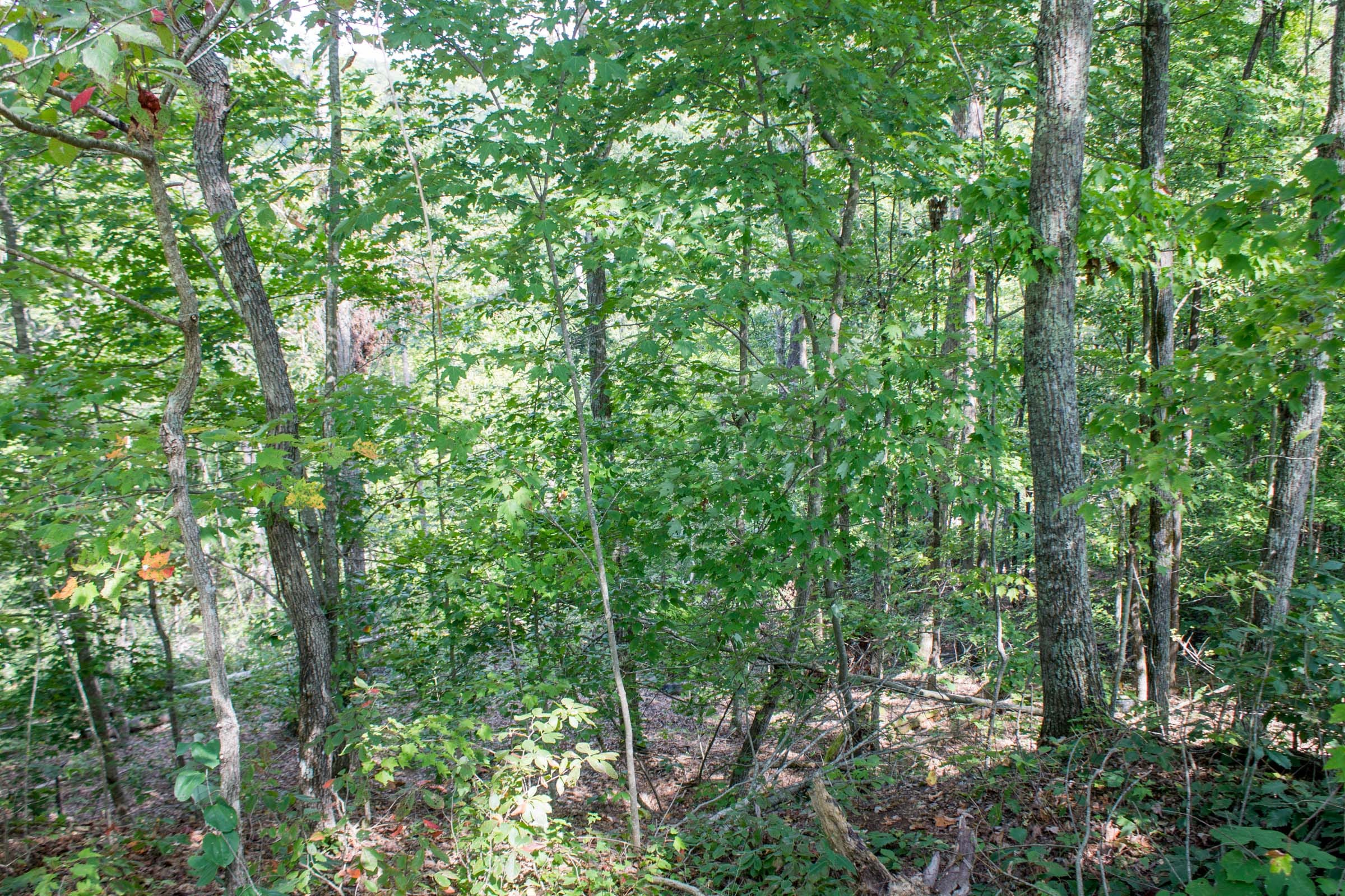 Buck Run Ridge Tract 3 photo 4