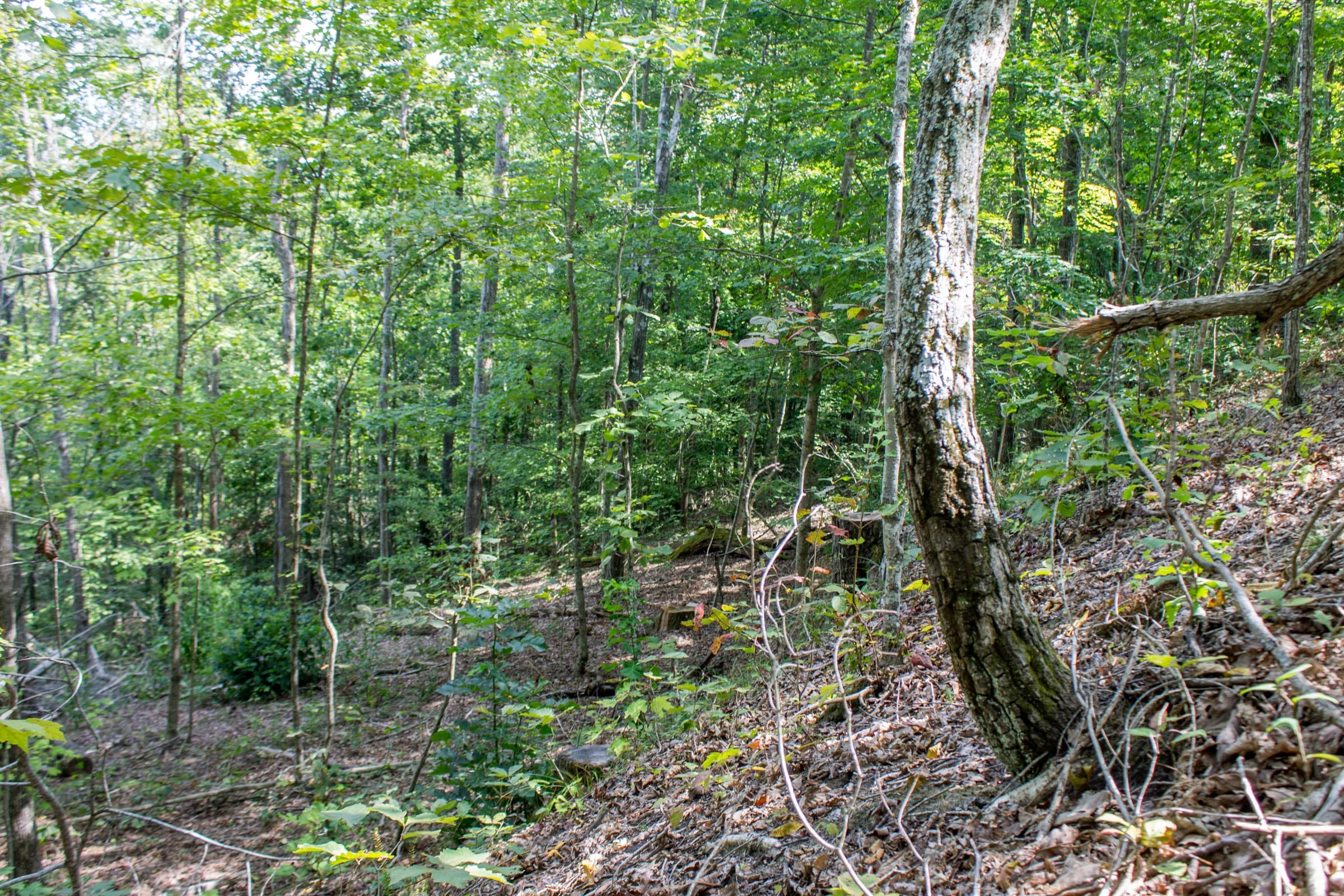 Buck Run Ridge Tract 3 photo 5