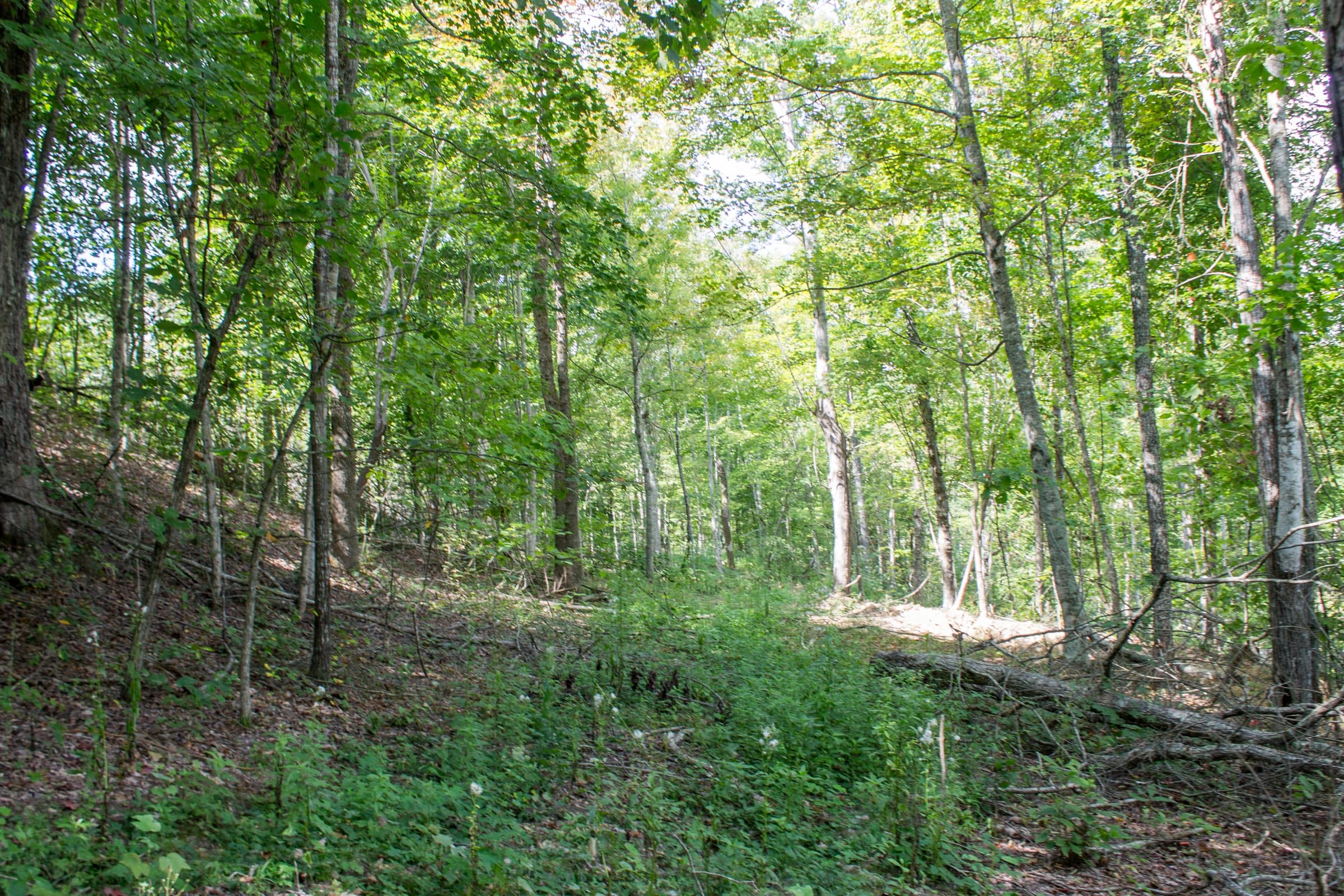 Buck Run Ridge Tract 3 photo 9