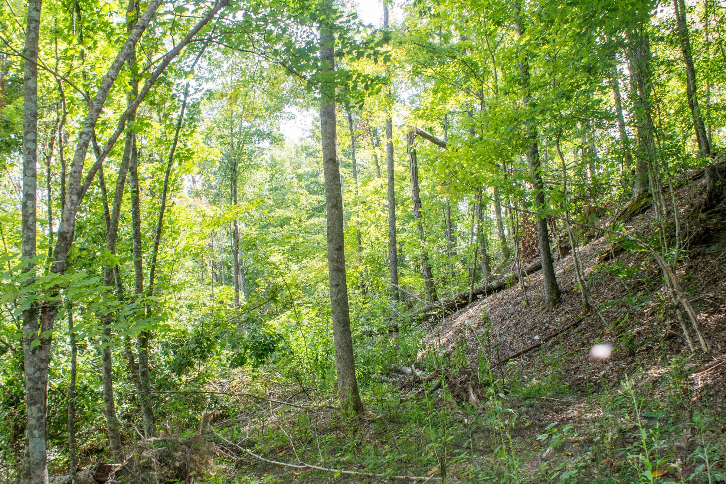 Buck Run Ridge Tract 3 photo 10