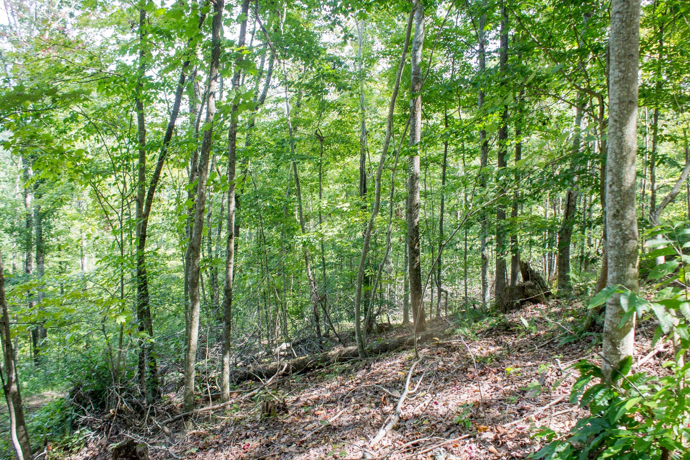 Buck Run Ridge Tract 3 photo 14