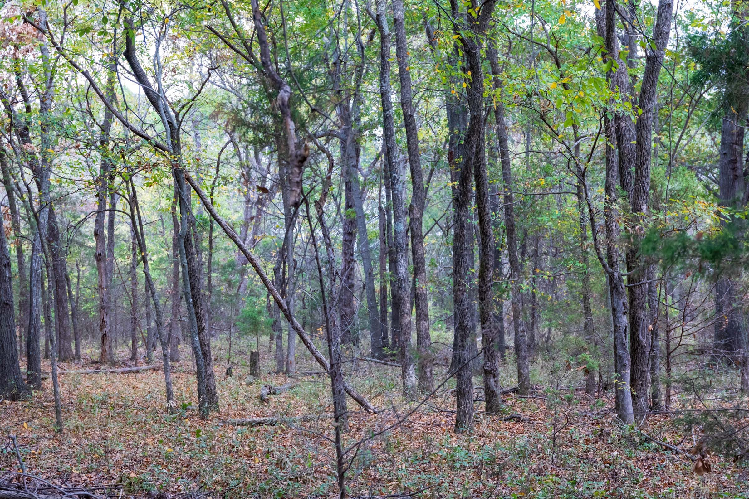 Crystal Springs Tract 12 photo 25