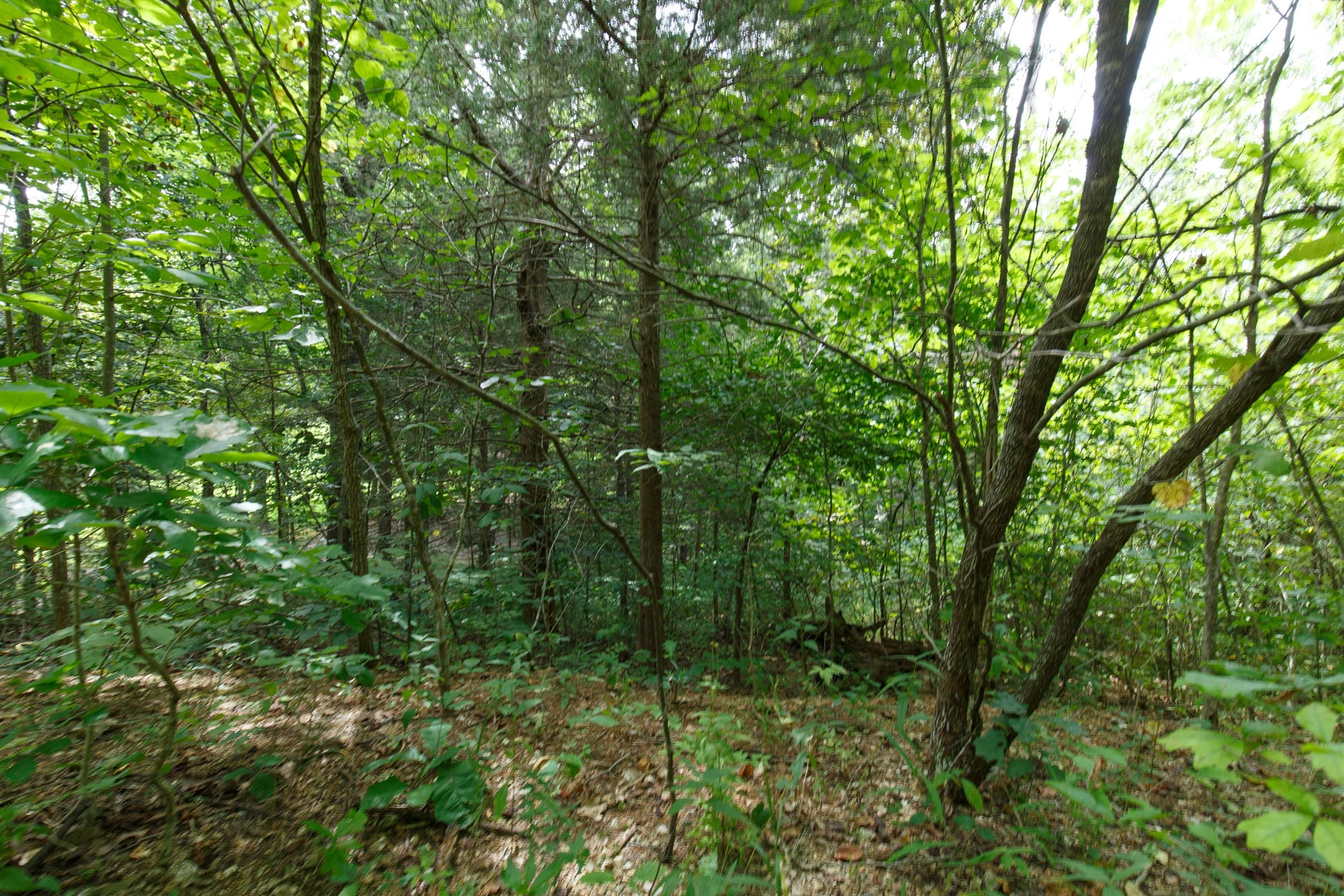 Spring Lake Plat 5 Tract 298 photo 3