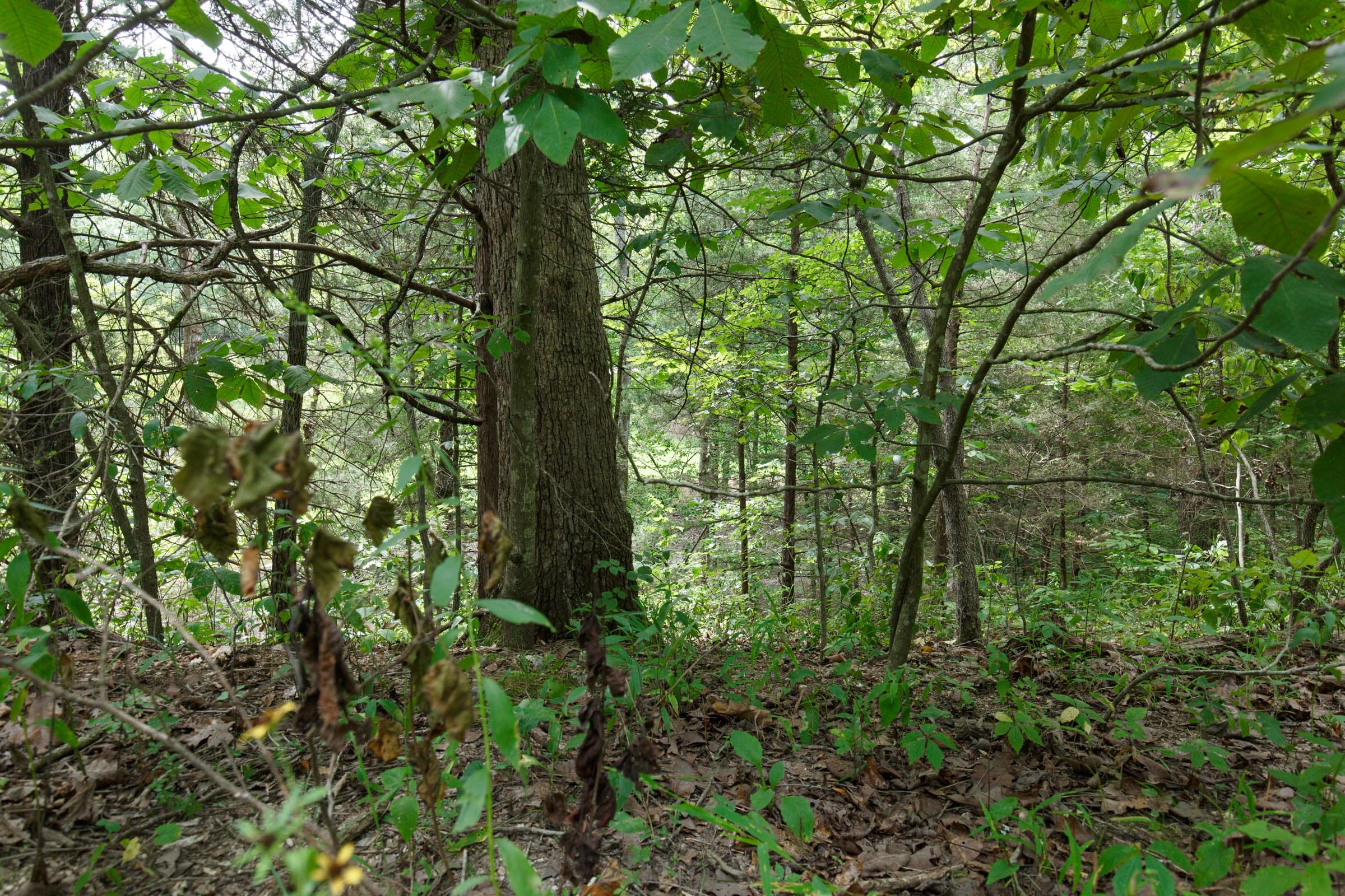 Spring Lake Plat 5 Tract 298 photo 4