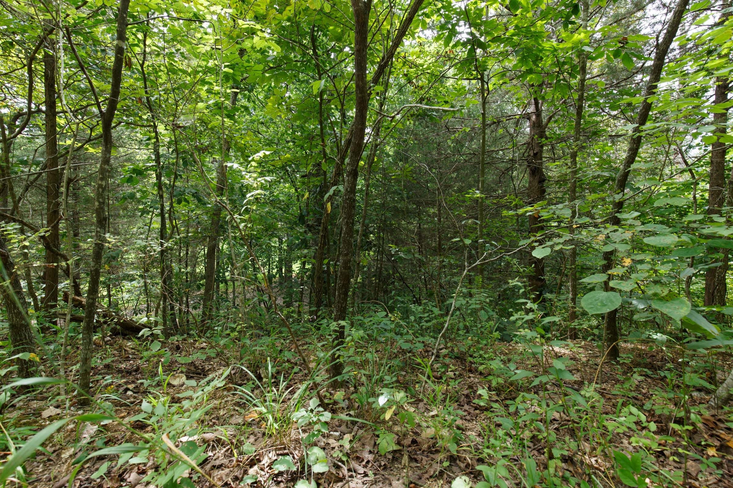 Spring Lake Plat 5 Tract 298 photo 6