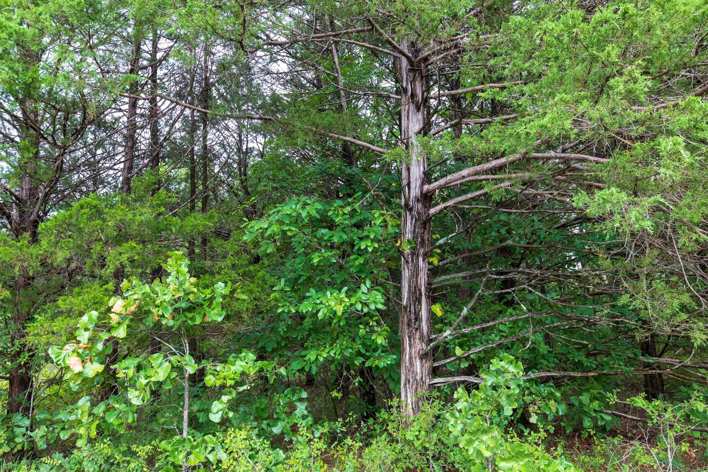 Heritage Bend Tract 10 photo 9