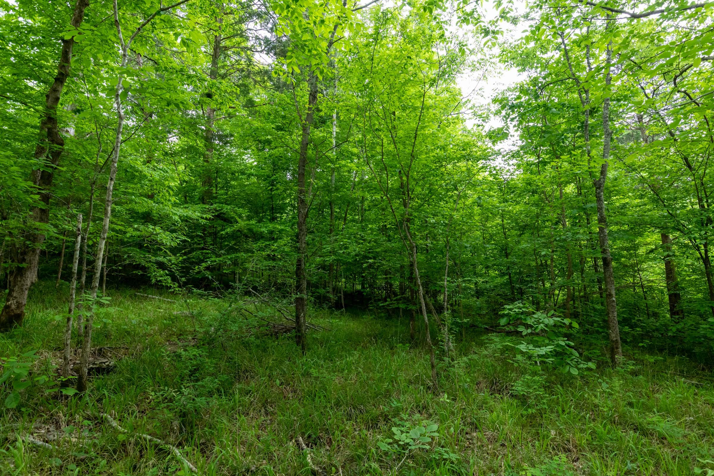 Cedar Creek Tract 31 photo 2