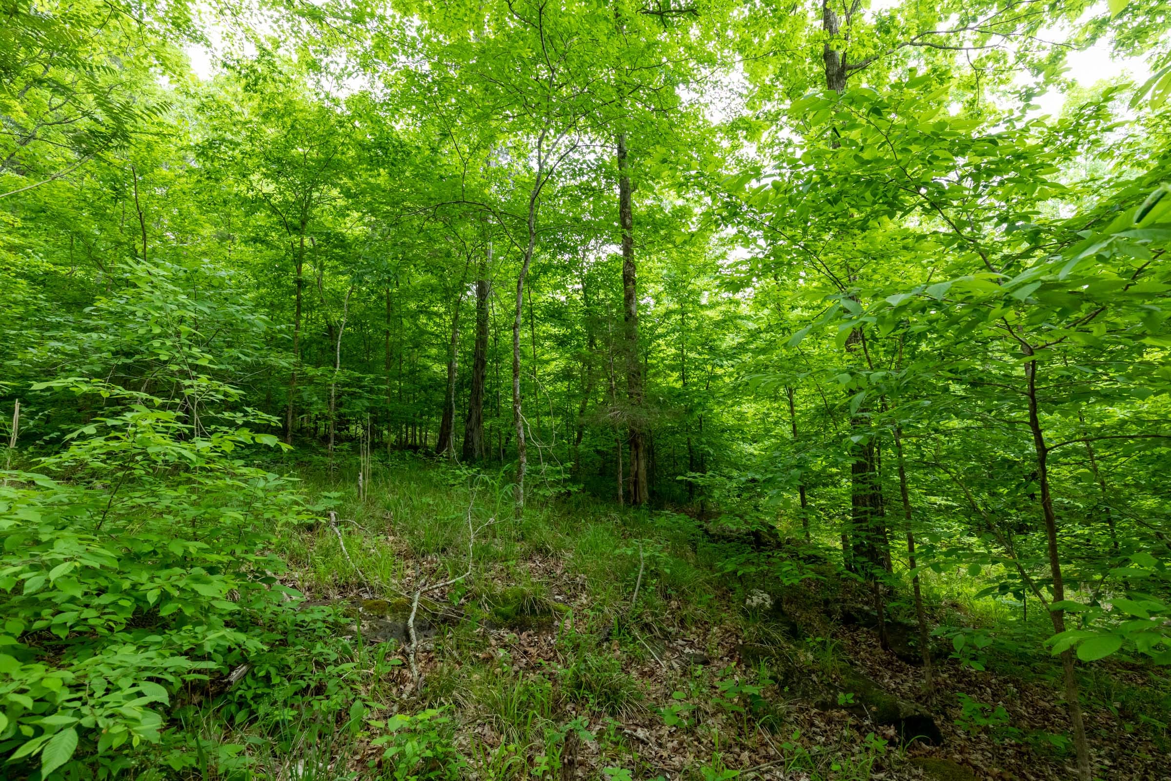 Cedar Creek Tract 31 photo 4