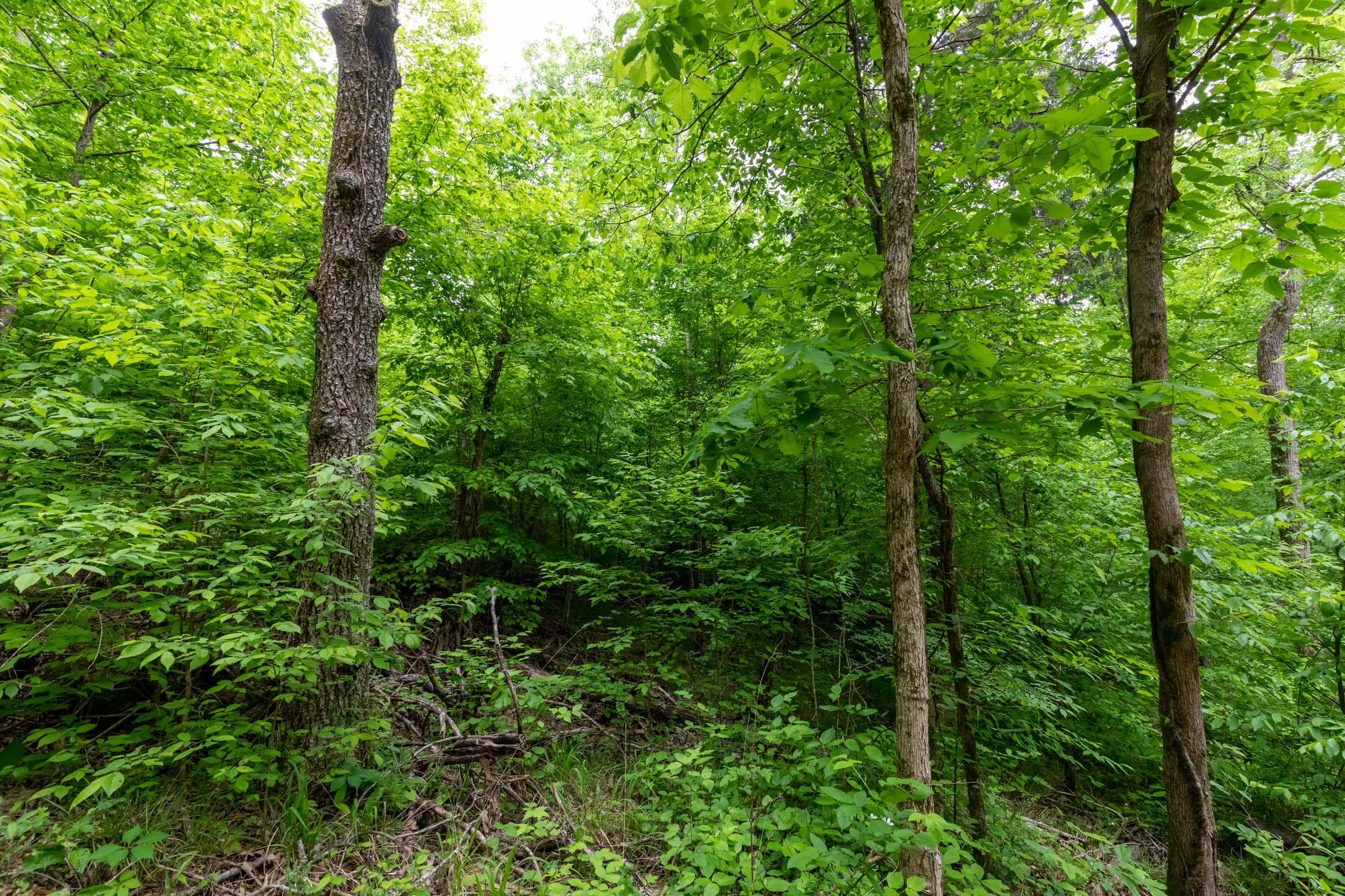 Cedar Creek Tract 31 photo 3