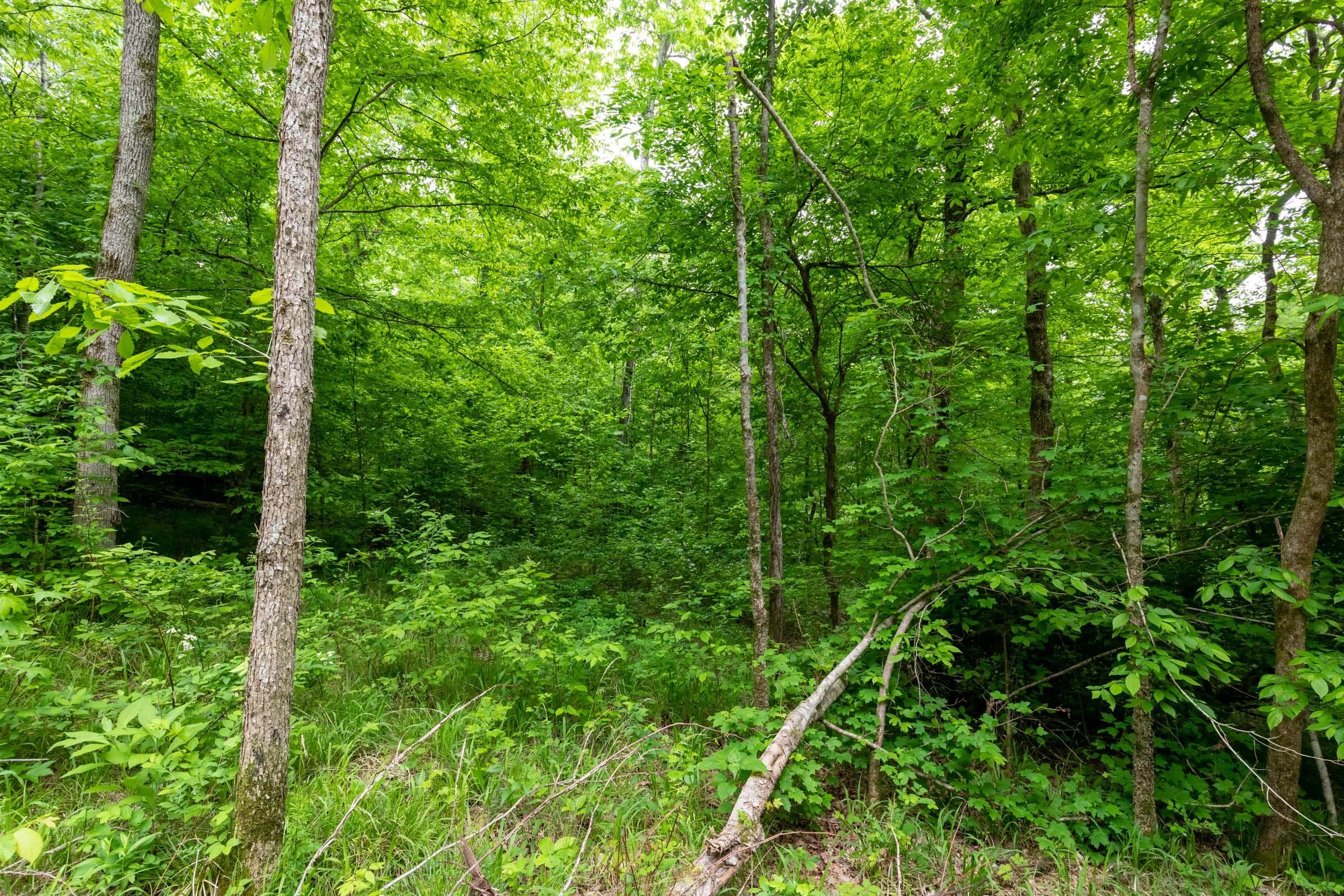 Cedar Creek Tract 31 photo 6