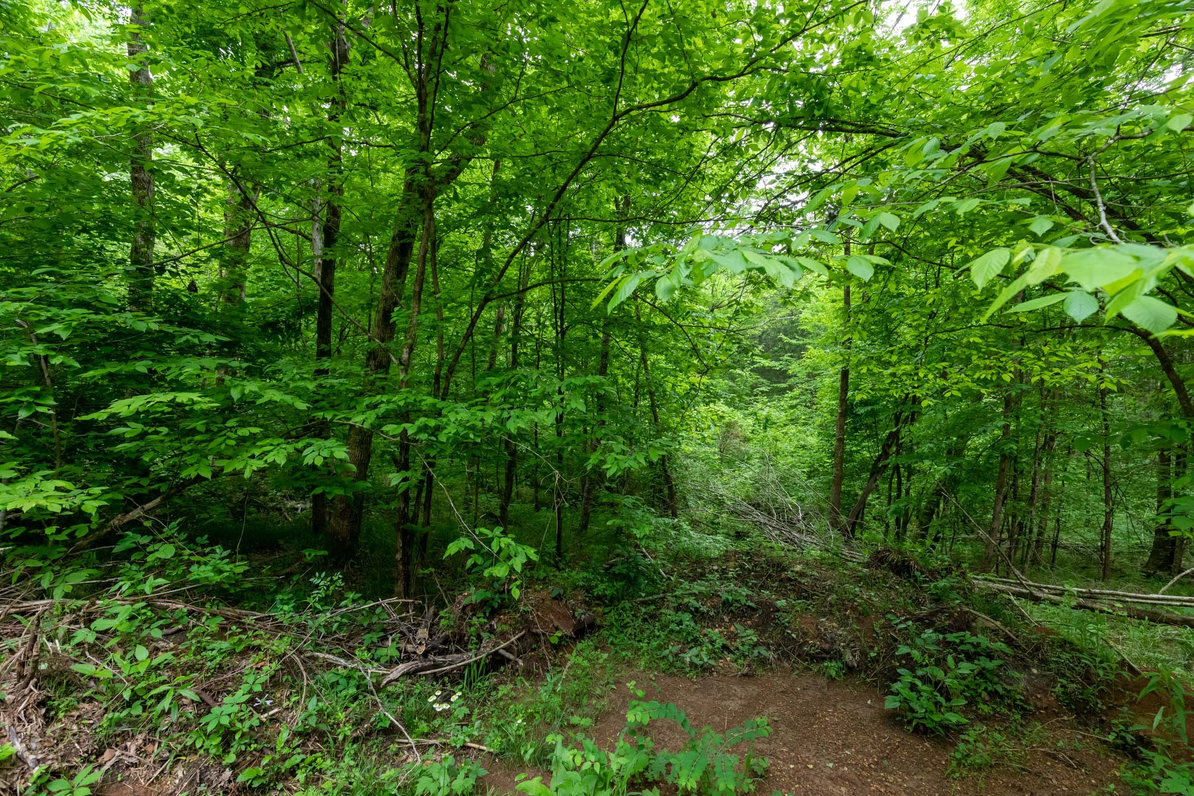 Cedar Creek Tract 31 photo 7