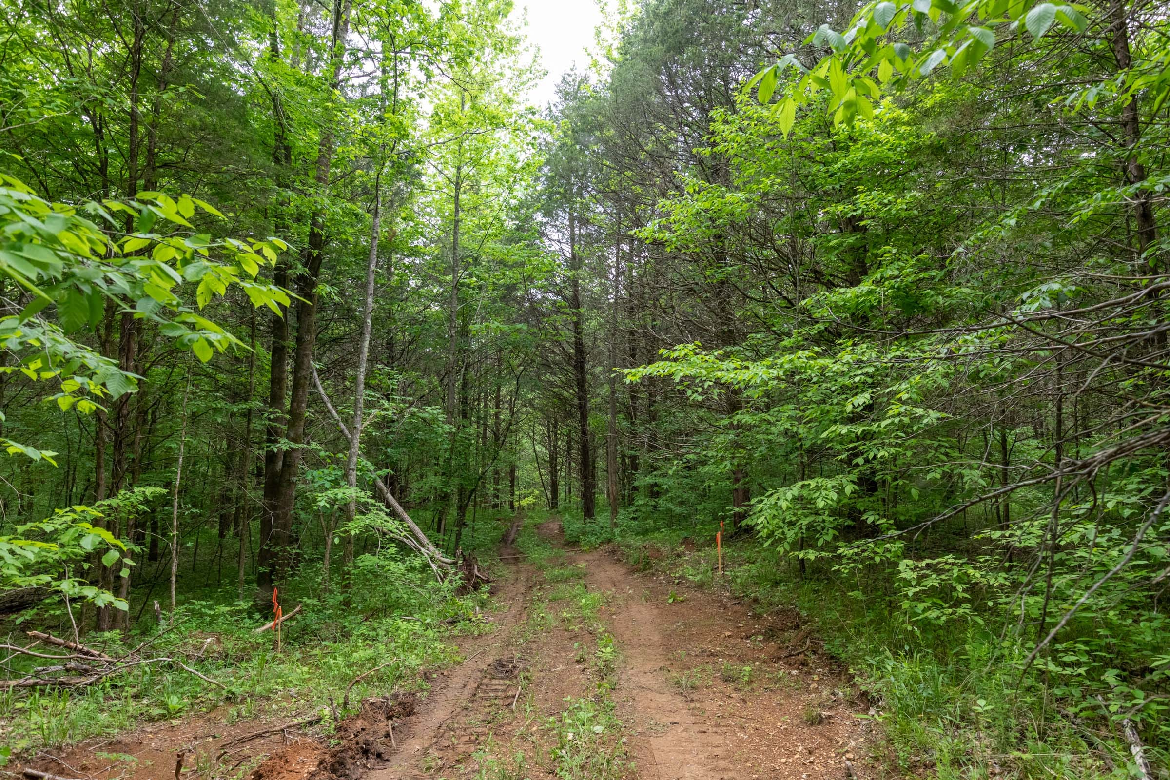 Cedar Creek Tract 31 photo 5