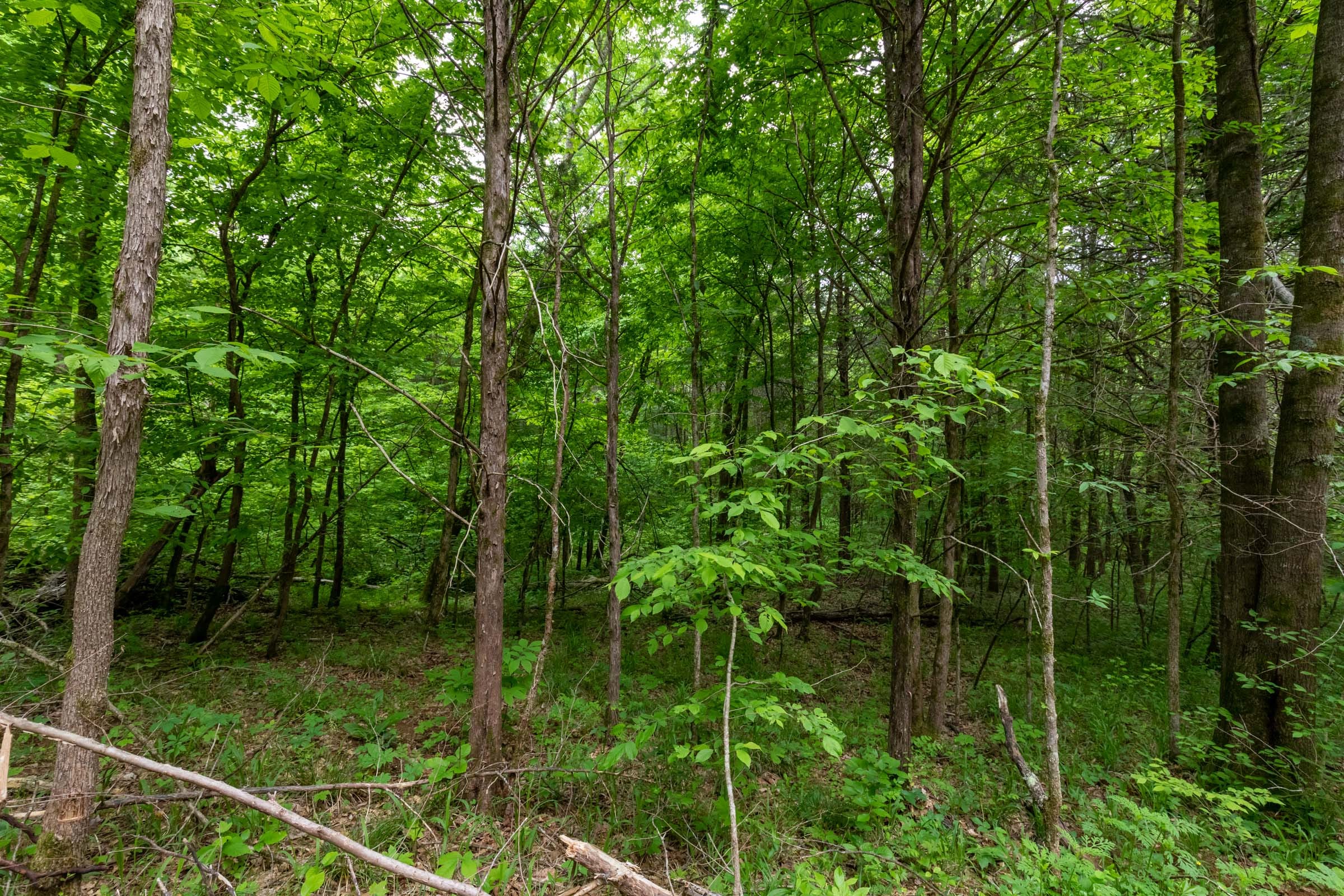 Cedar Creek Tract 31 photo 8