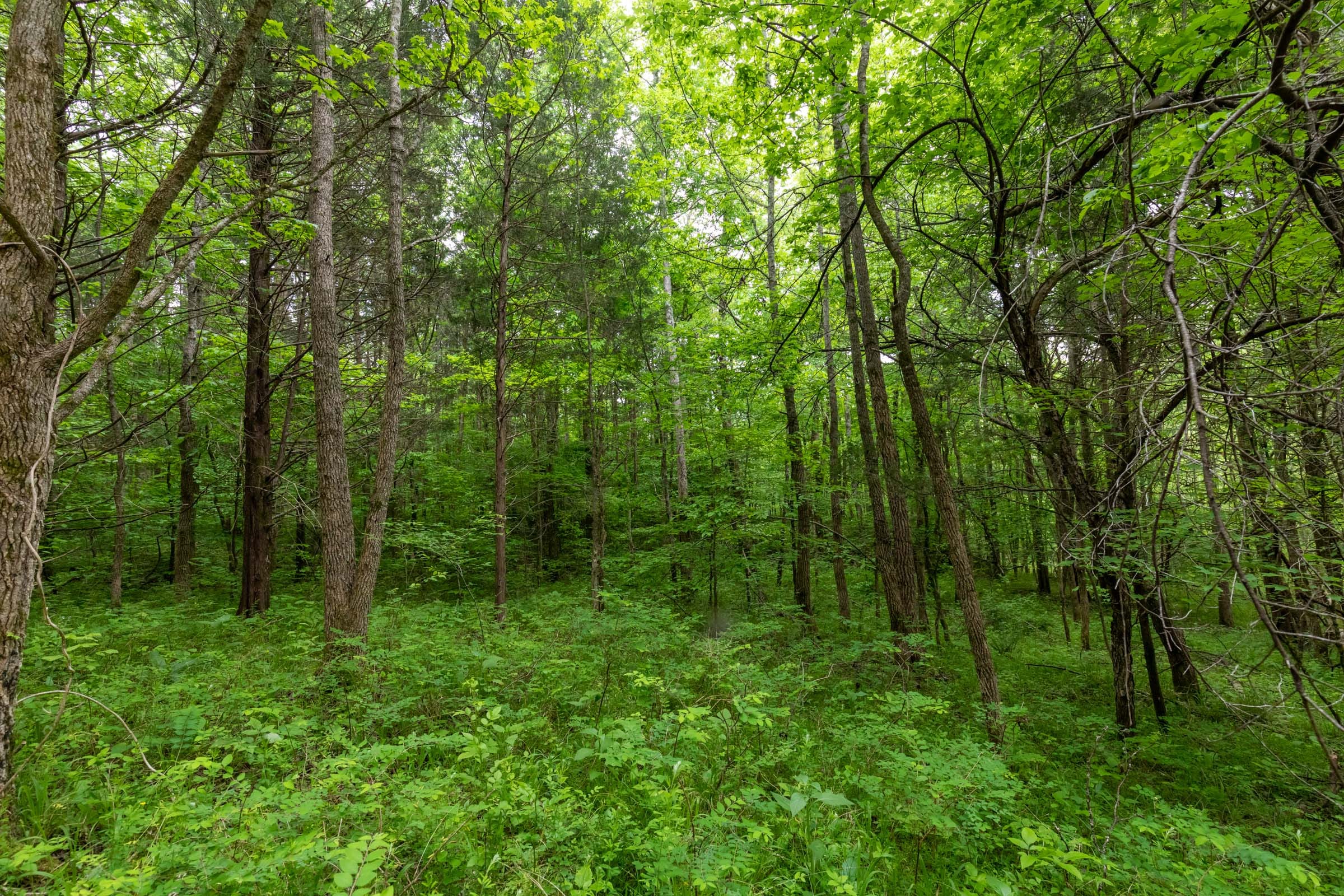 Cedar Creek Tract 31 photo 9