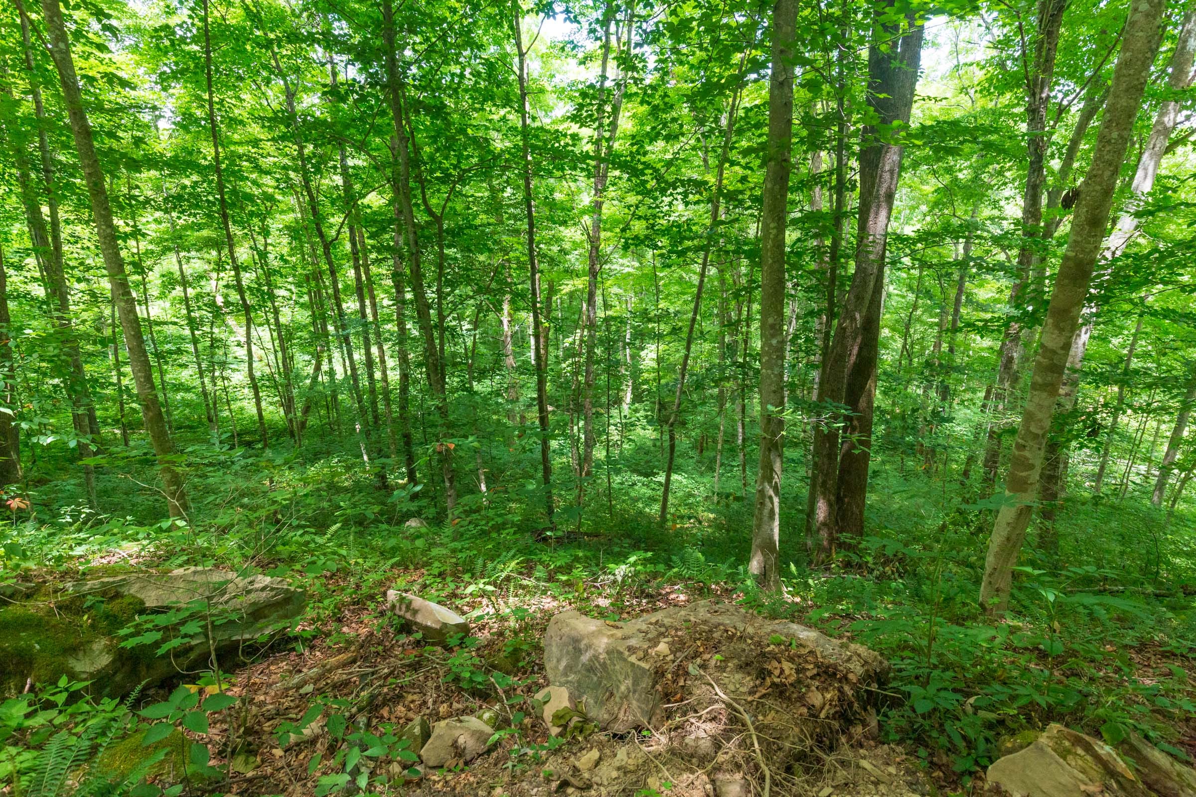 River’s Edge Tract 15 photo 3