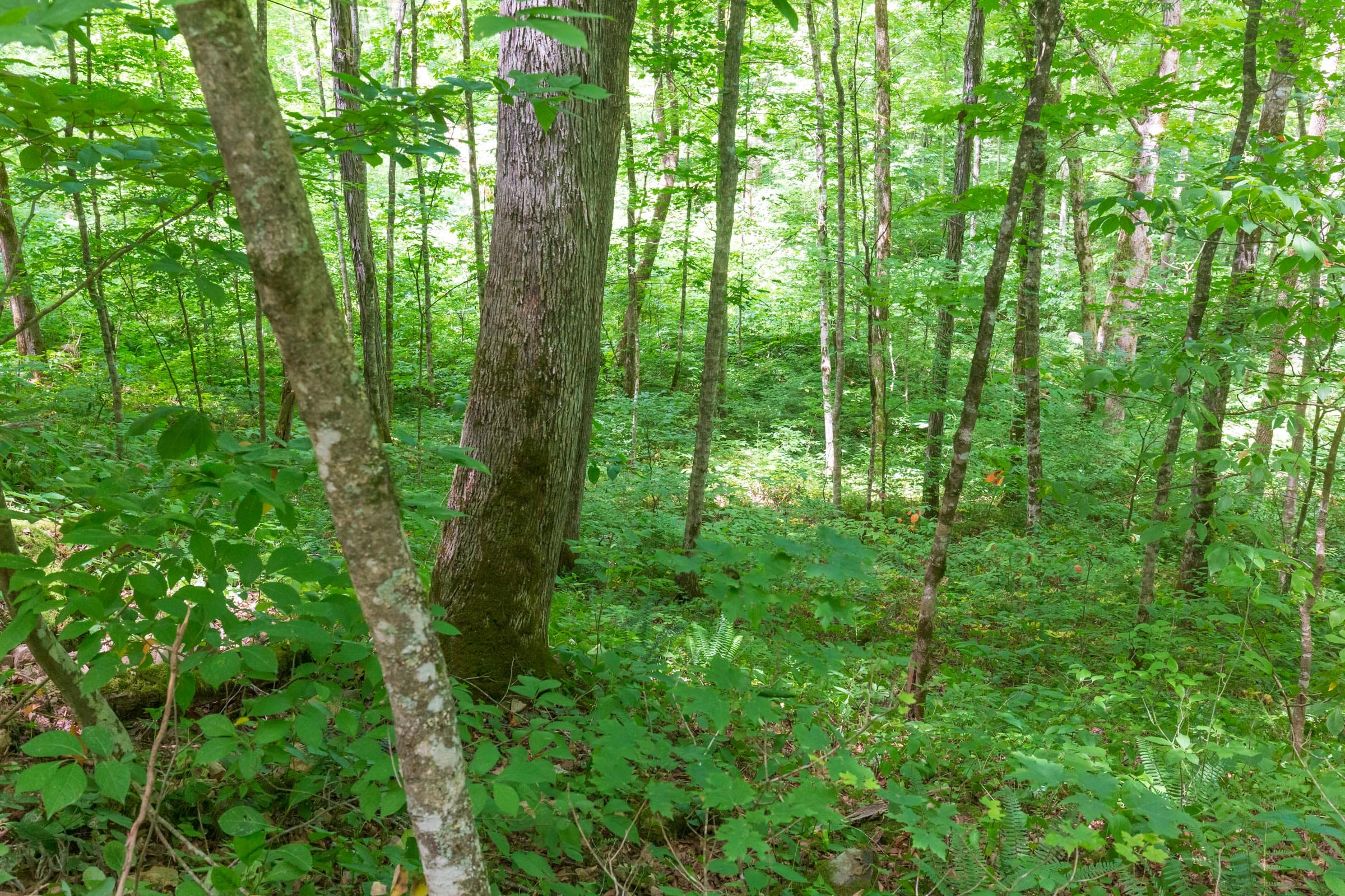 River’s Edge Tract 15 photo 5