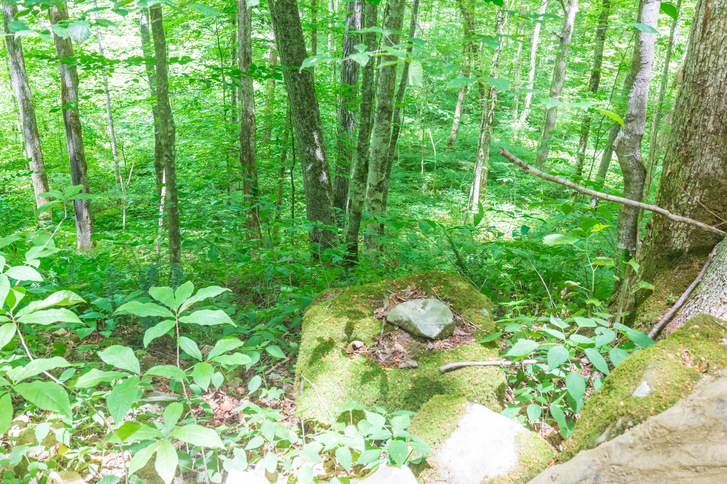 River’s Edge Tract 15 photo 7